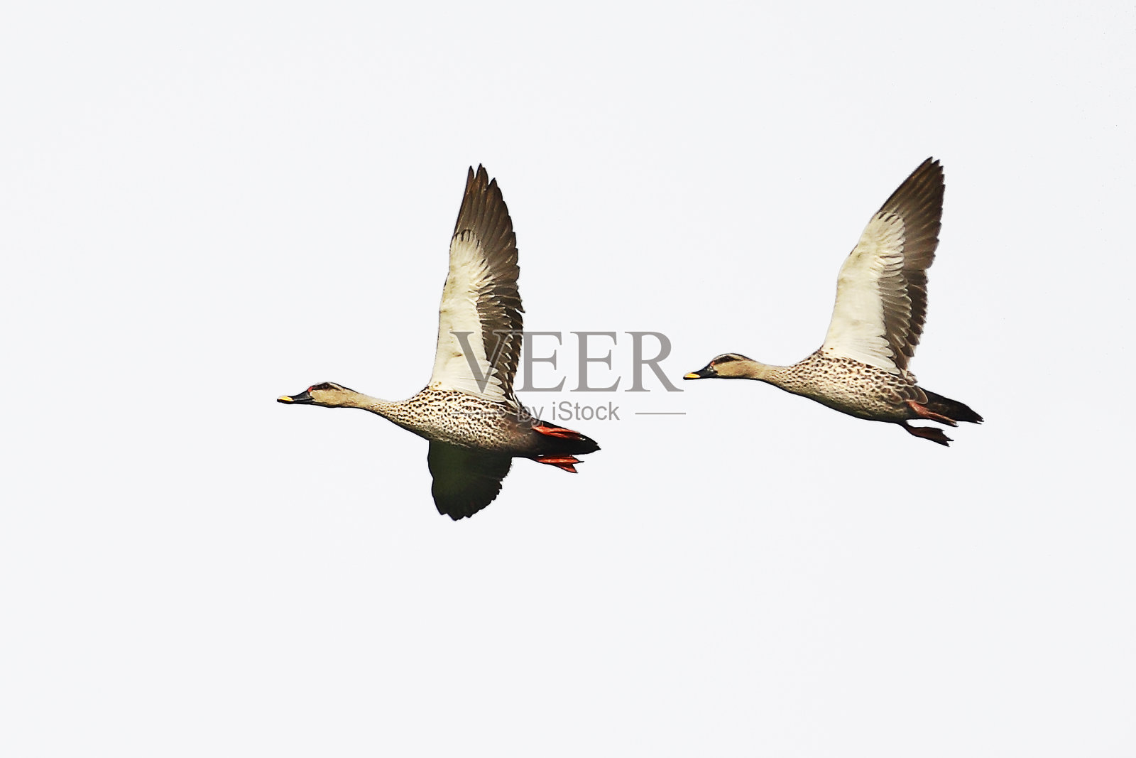 自然界的鸟类，斑嘴鸭照片摄影图片