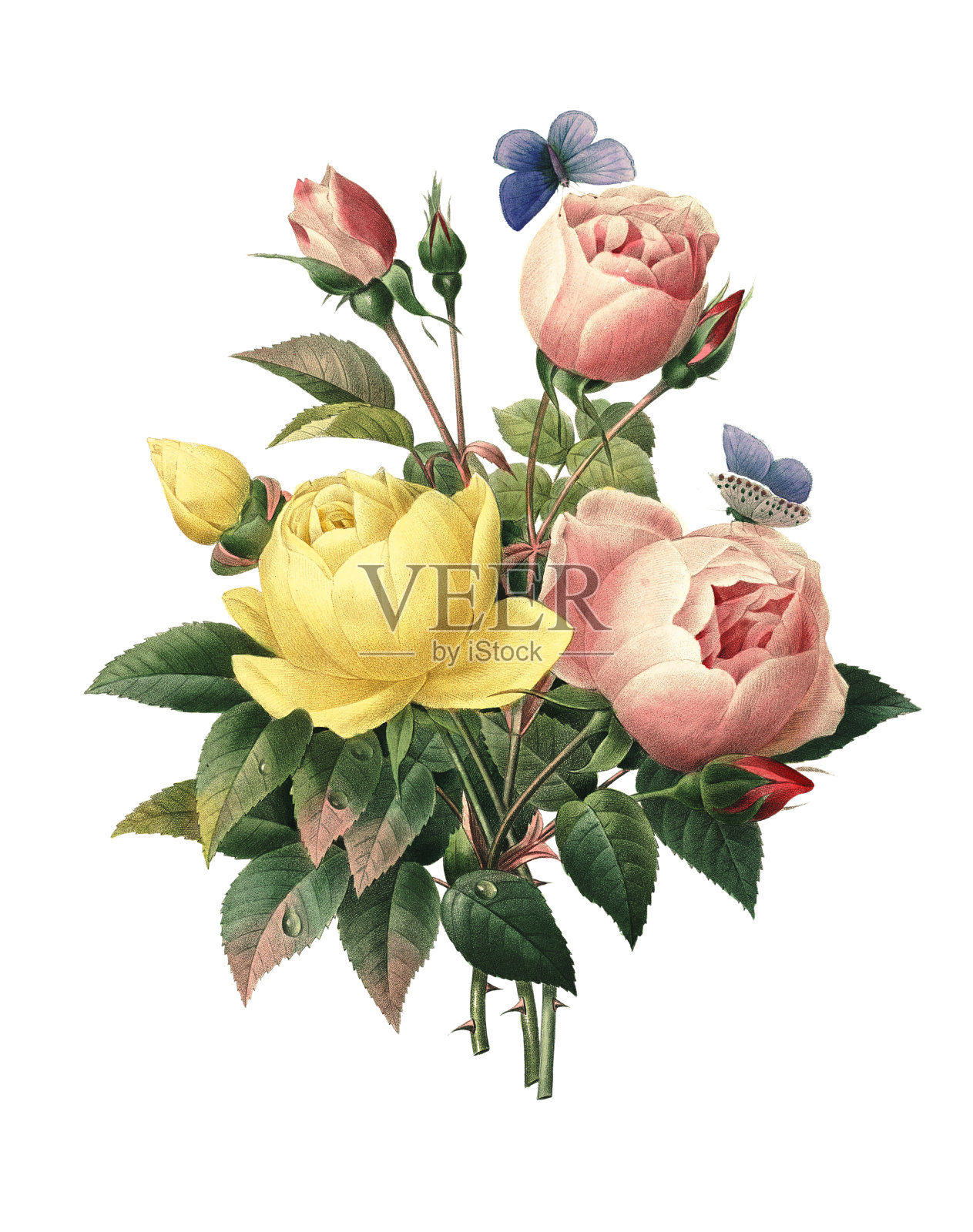 Rosa Lutea 和 Rosa indica | Redoute 花卉插图插画图片素材