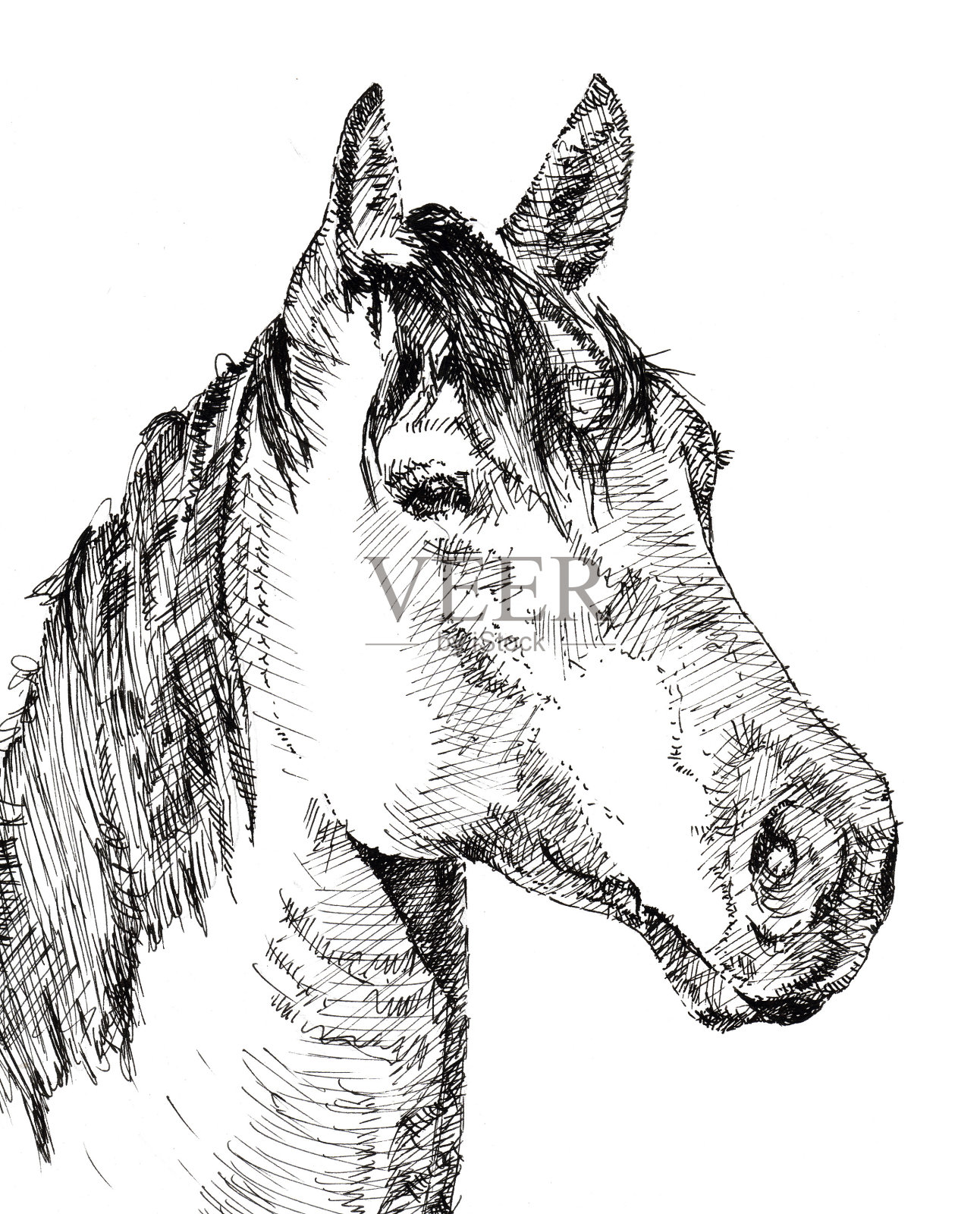 马的头插画图片素材