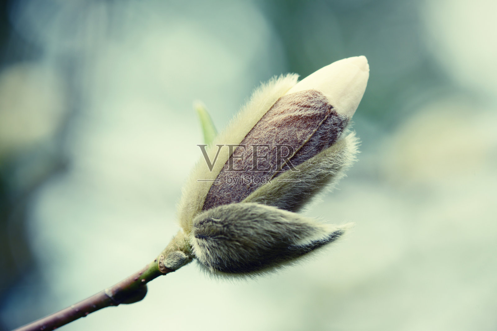 春天。盛开的白玉兰树照片摄影图片