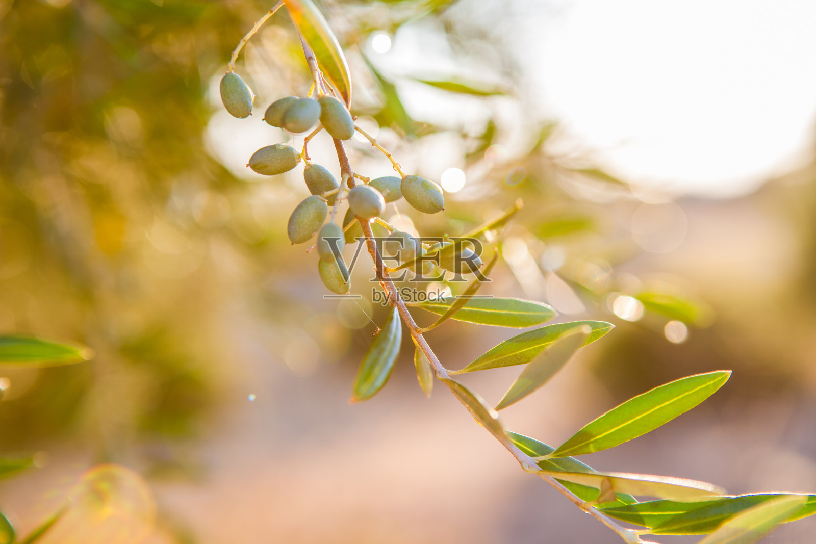 夕阳下的橄榄枝照片摄影图片