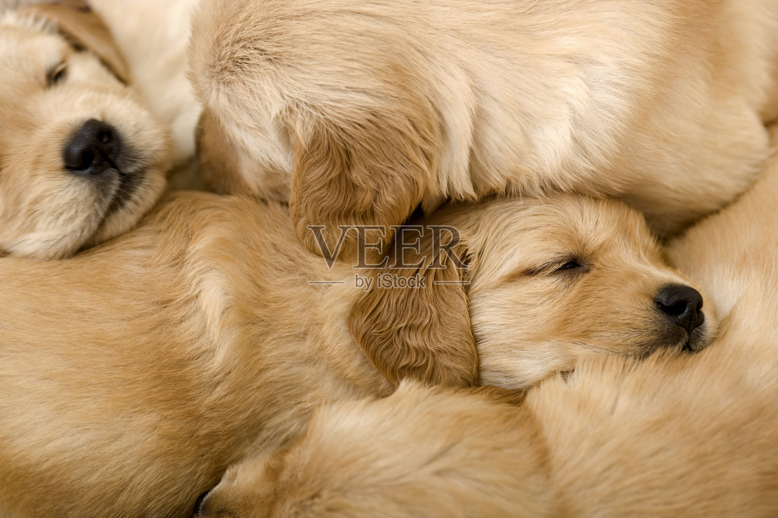 新生的金毛猎犬幼仔们睡在一起照片摄影图片