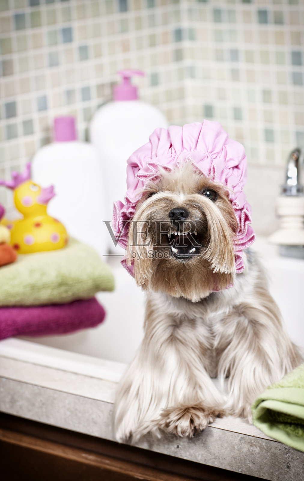 约克郡犬在叫洗澡时间照片摄影图片