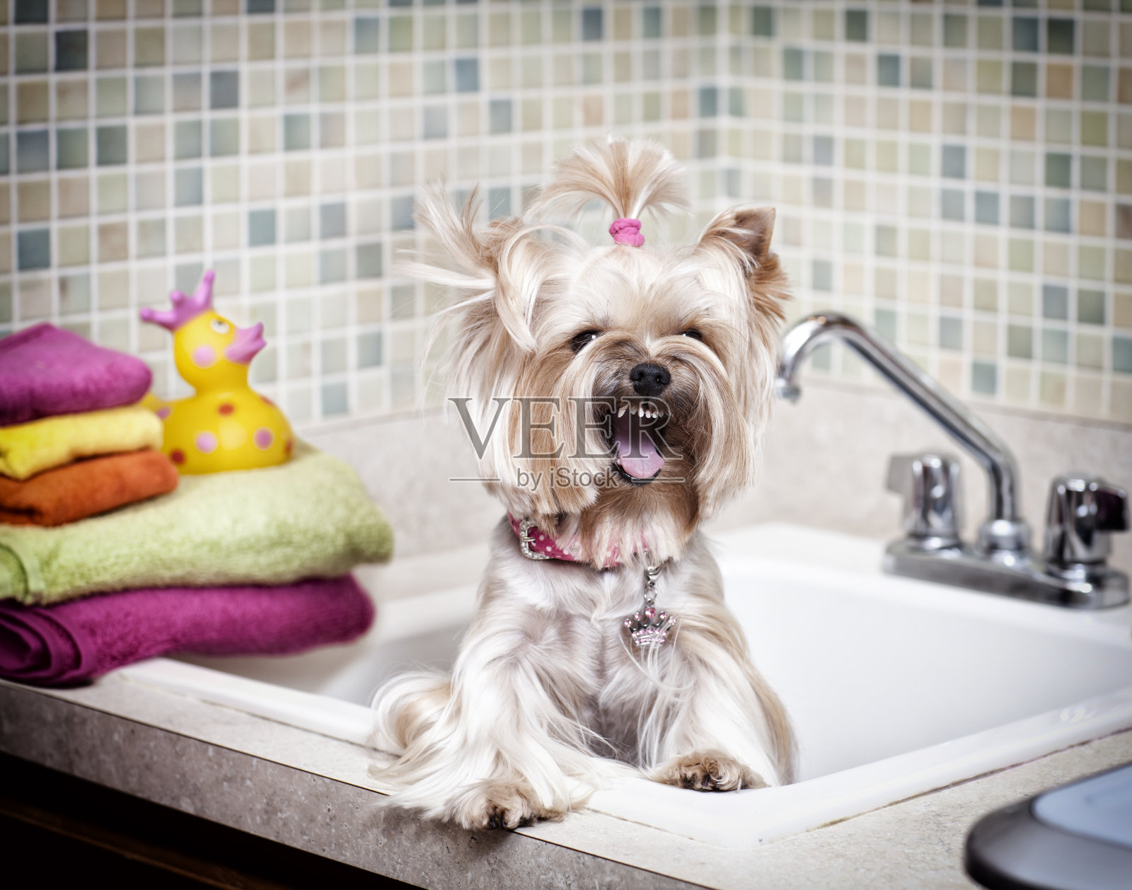 约克郡犬对着她的洗澡时间大喊大叫照片摄影图片