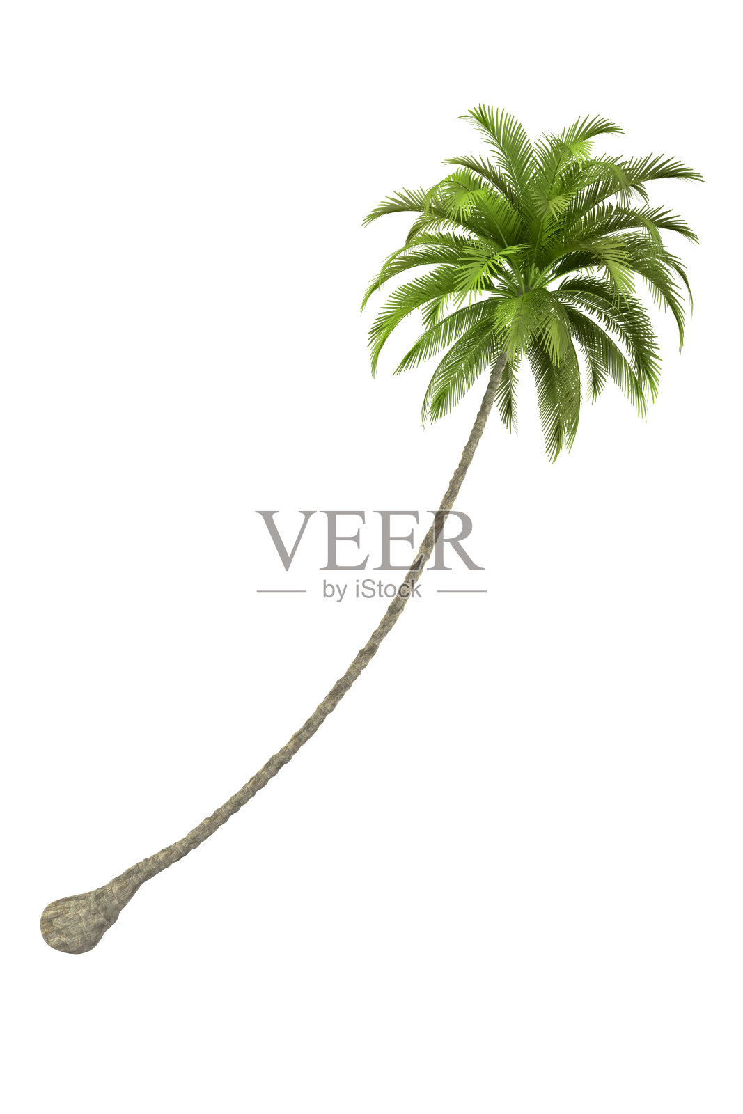 纯白色背景上的棕榈树渲染(XXXL)照片摄影图片