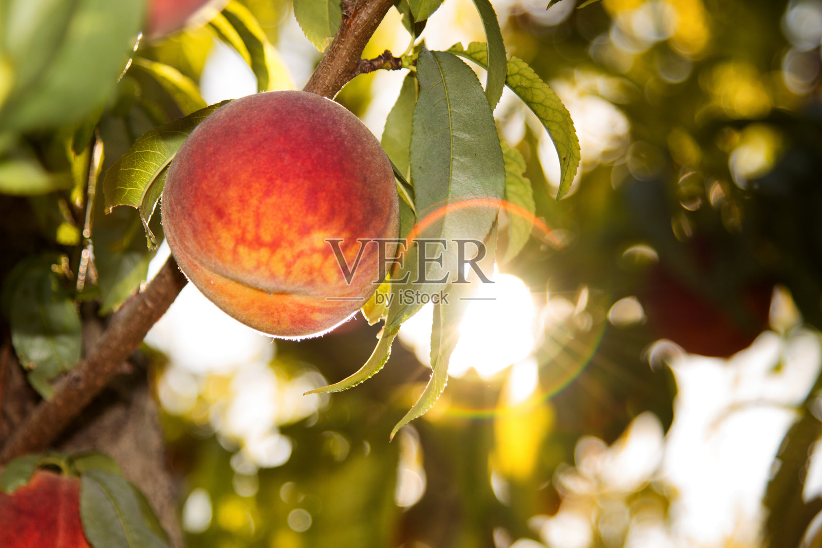 新鲜树成熟桃子准备摘照片摄影图片