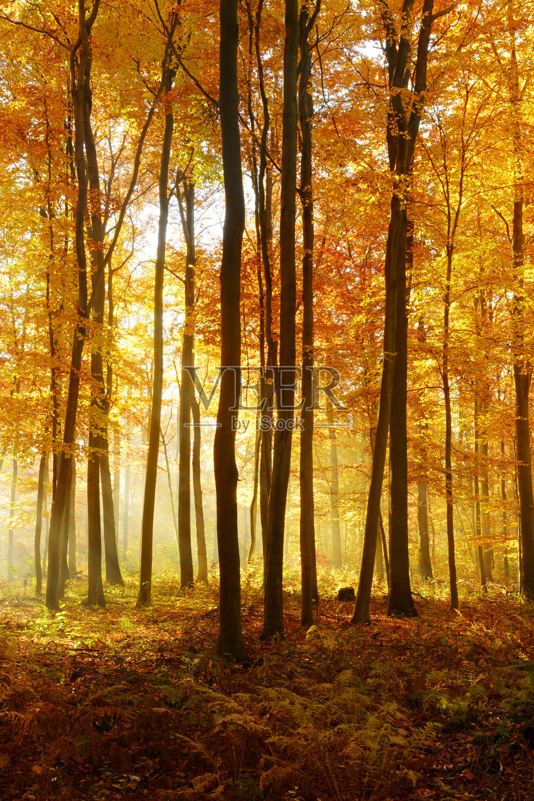 彩色的全景秋天山毛榉树森林被阳光照亮照片摄影图片