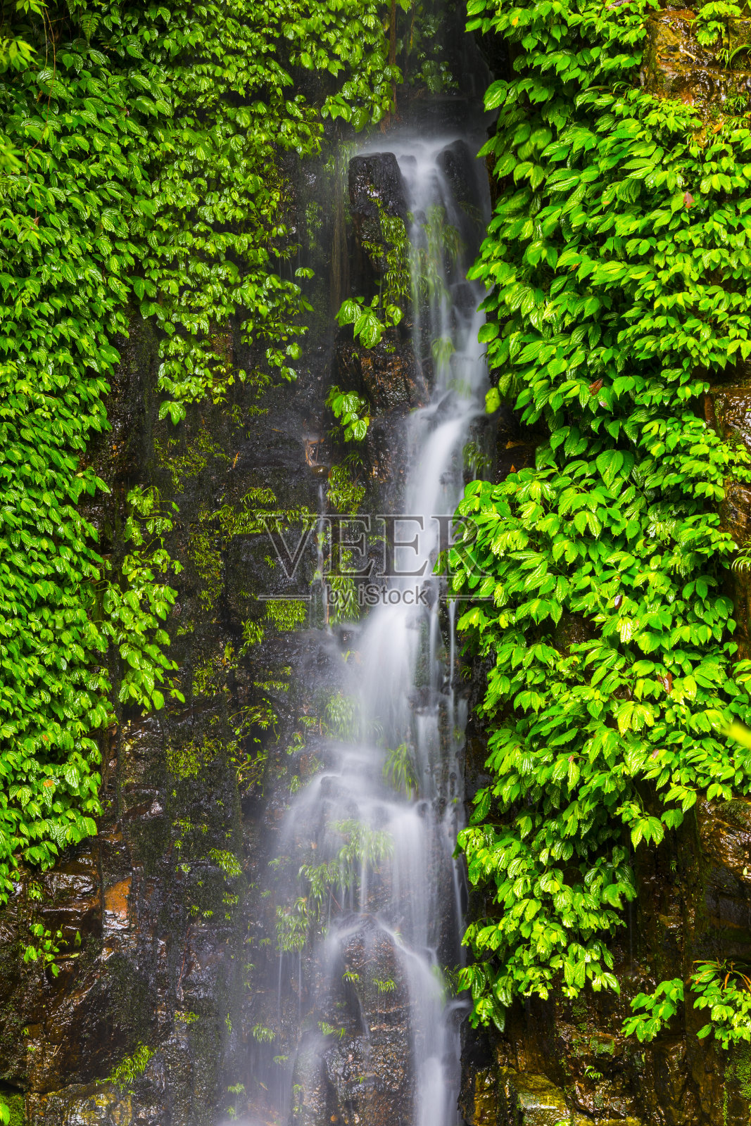 中国桂林华坪自然保护区的瀑布照片摄影图片