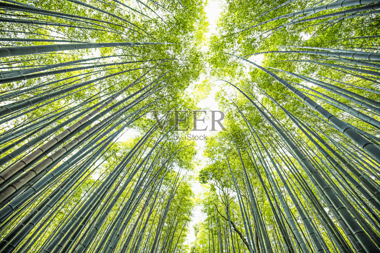 京都的竹林照片摄影图片