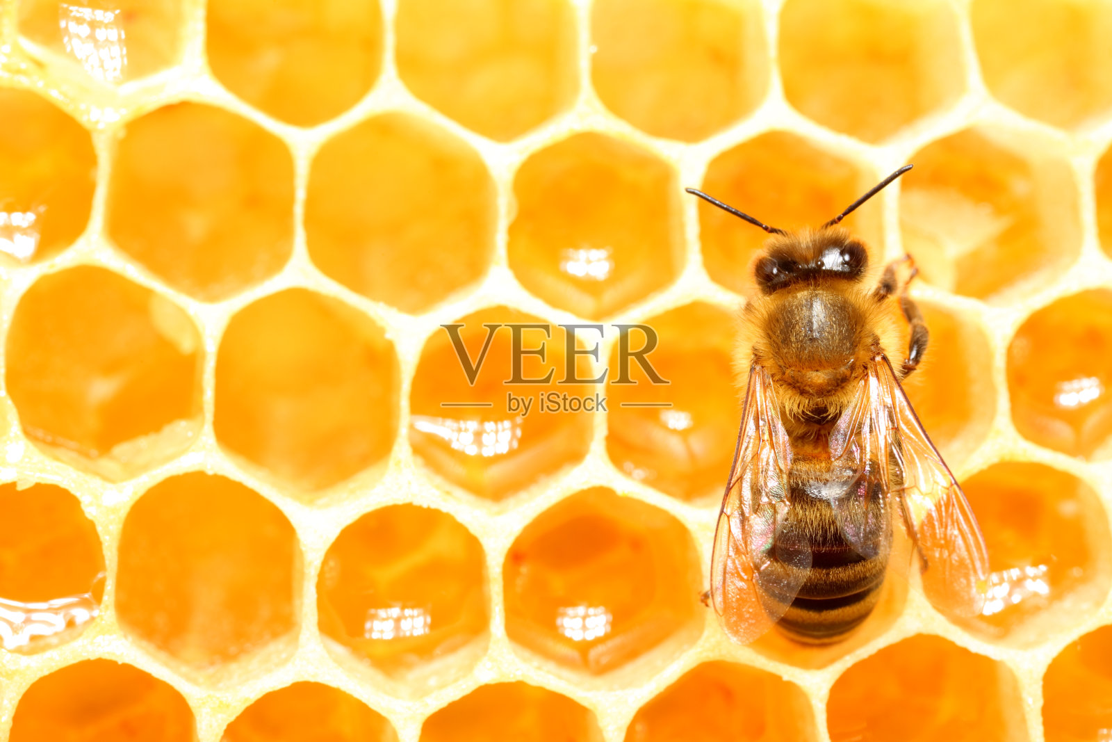 蜜蜂,蜂窝照片摄影图片