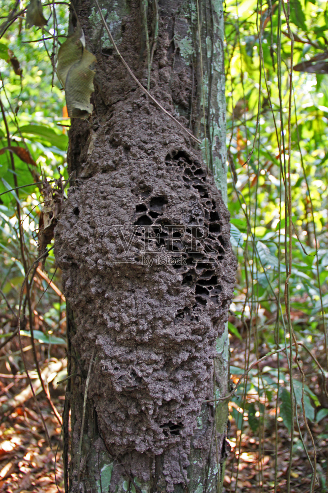 秘鲁:白蚁在树上筑巢照片摄影图片