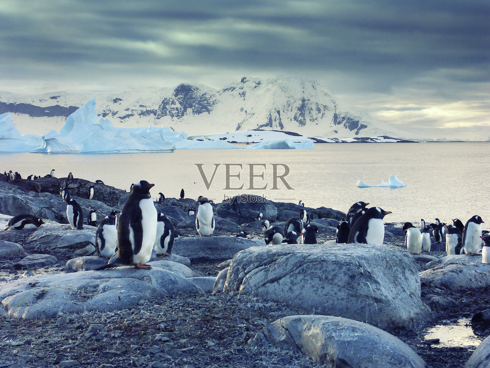 南极半岛上的巴布亚企鹅照片摄影图片