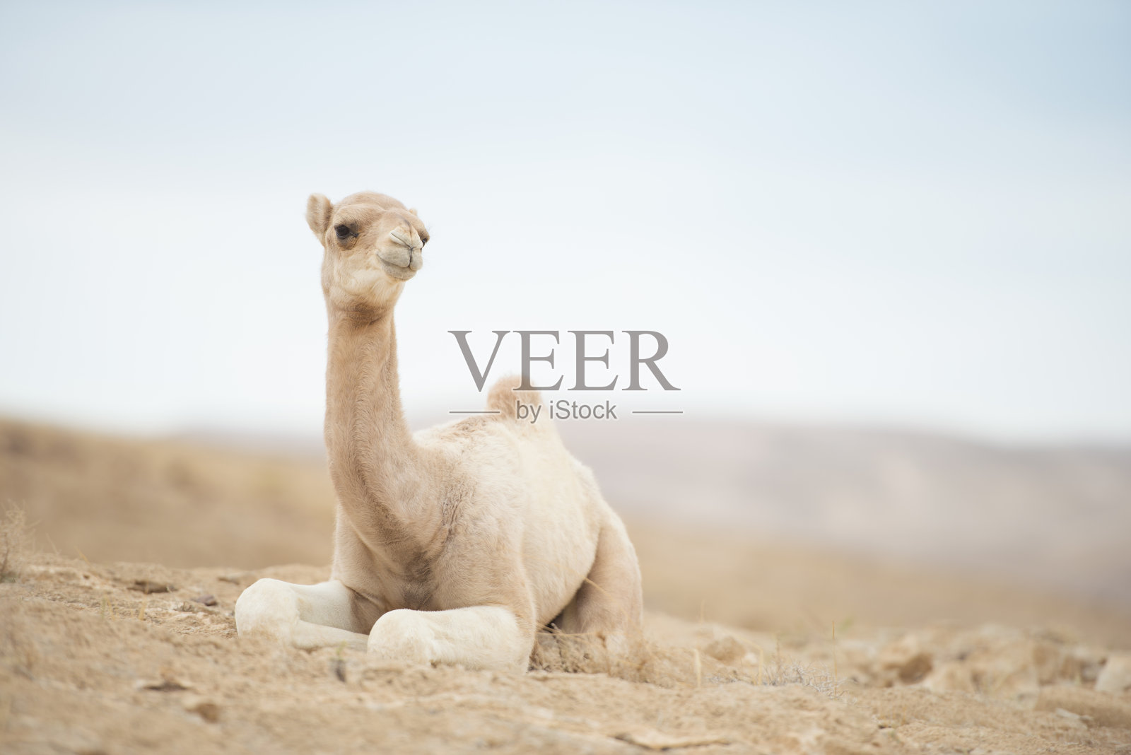 沙漠中的全长骆驼幼崽。照片摄影图片
