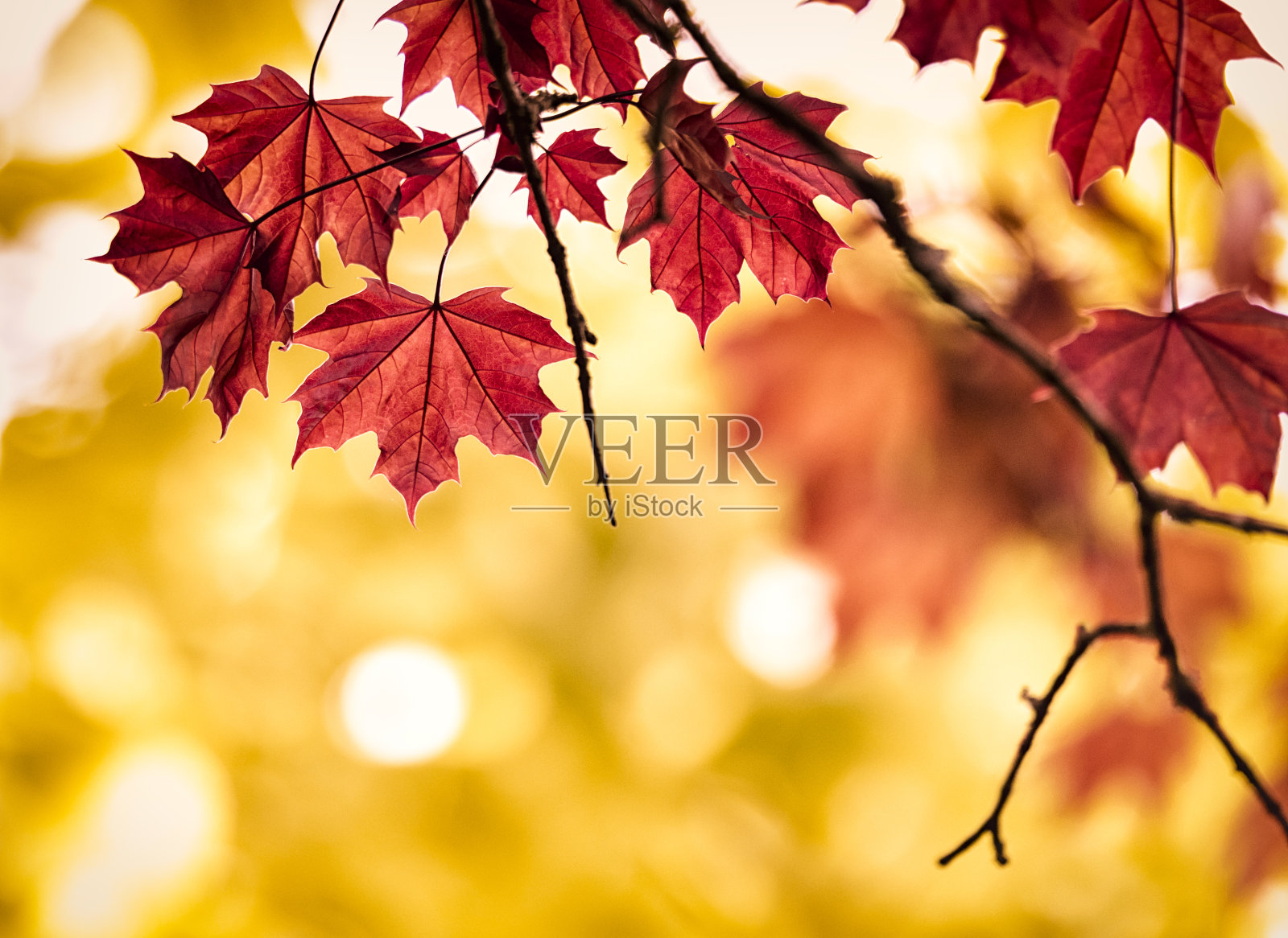 秋色枫叶照片摄影图片