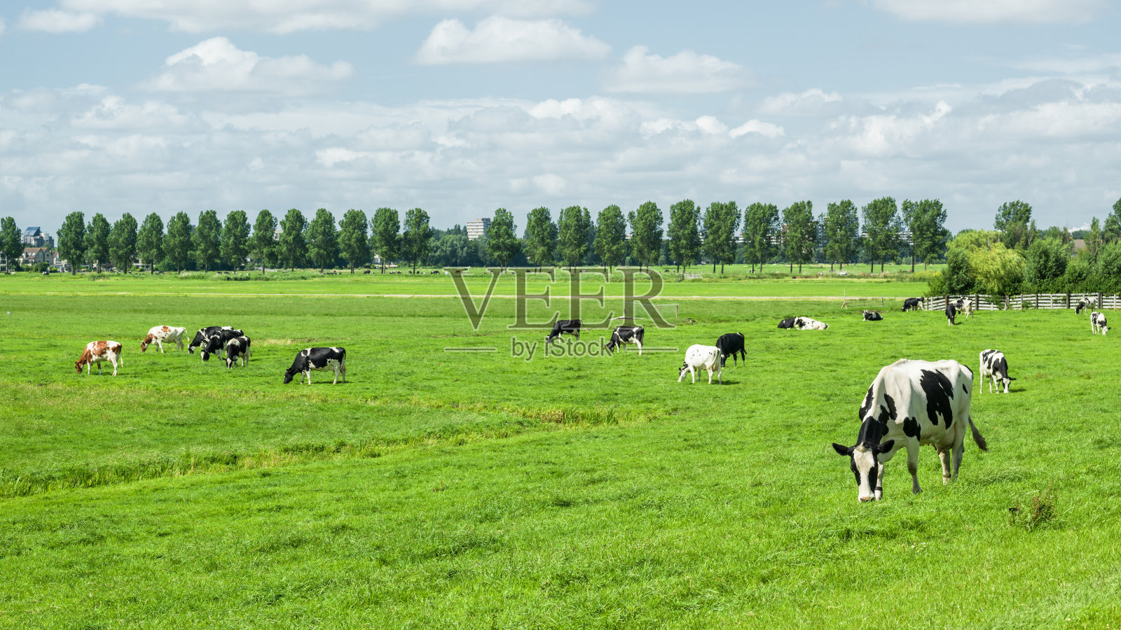荷兰阿姆斯特丹附近草地上的一群牛照片摄影图片