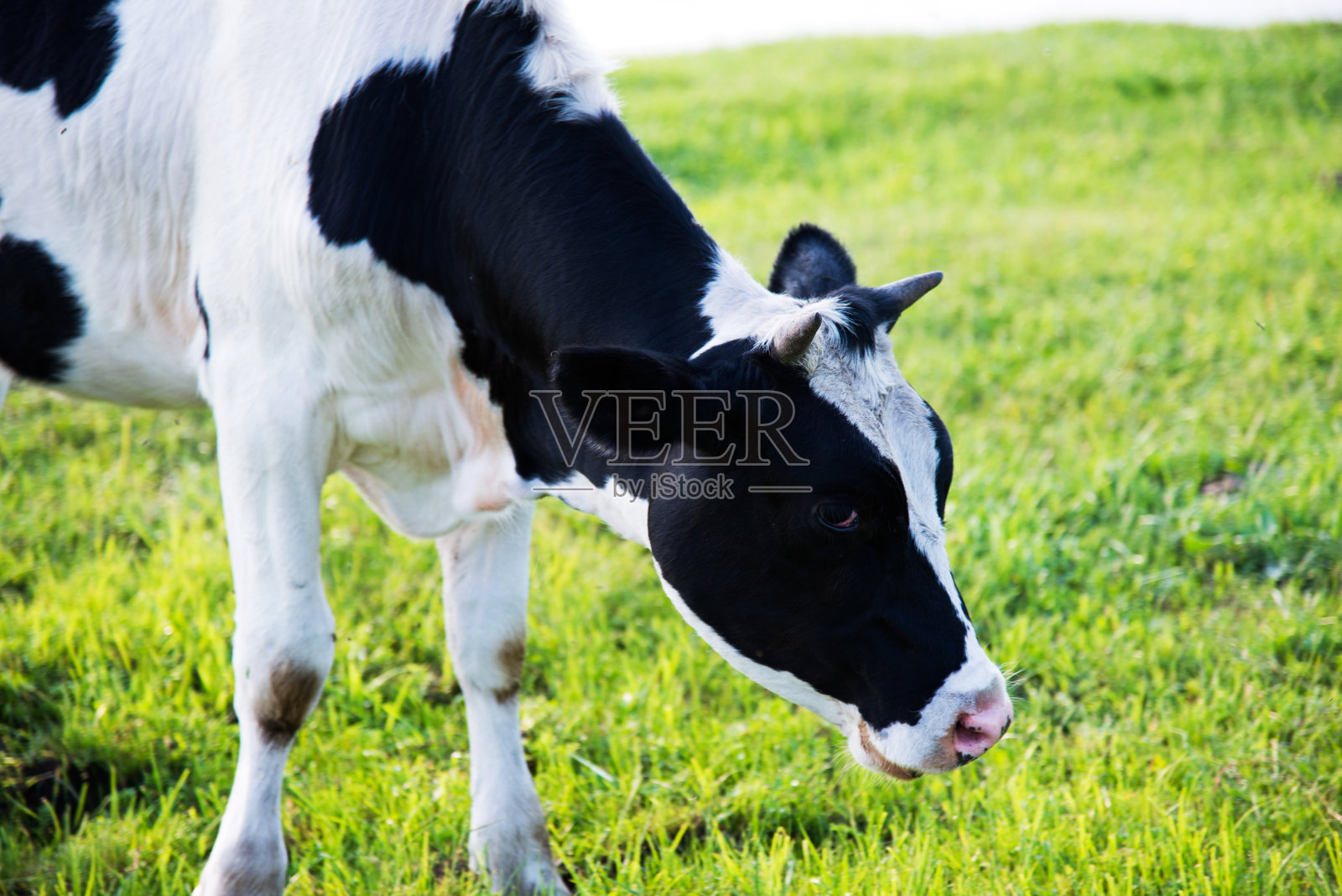 牧场上的牛的肖像照片摄影图片
