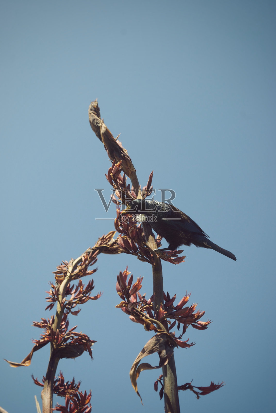 背面鸟在新西兰亚麻(Harakeke)植物背景照片摄影图片
