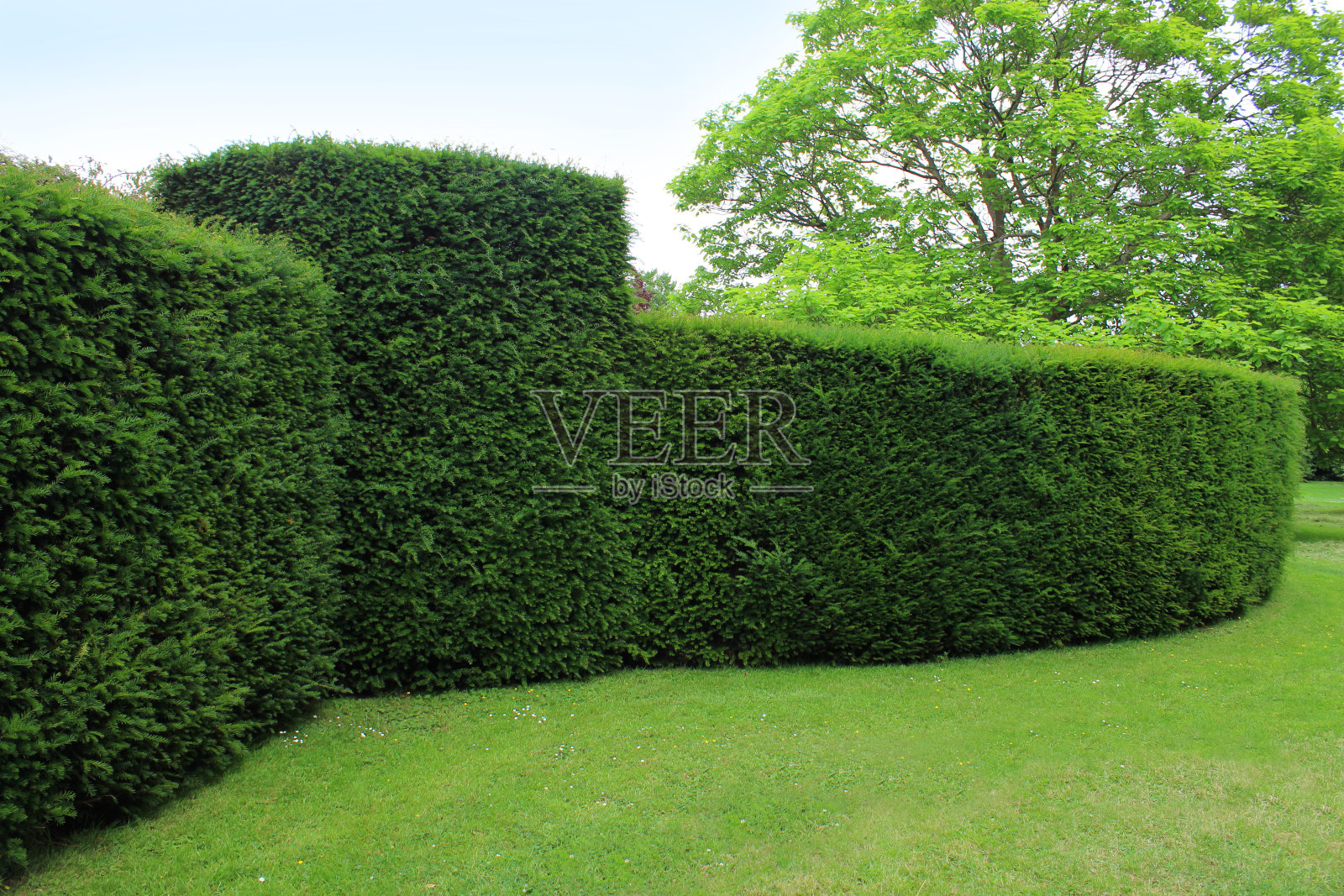 修剪过的英国紫杉树篱图像/正式的修剪花园(红豆杉)照片摄影图片