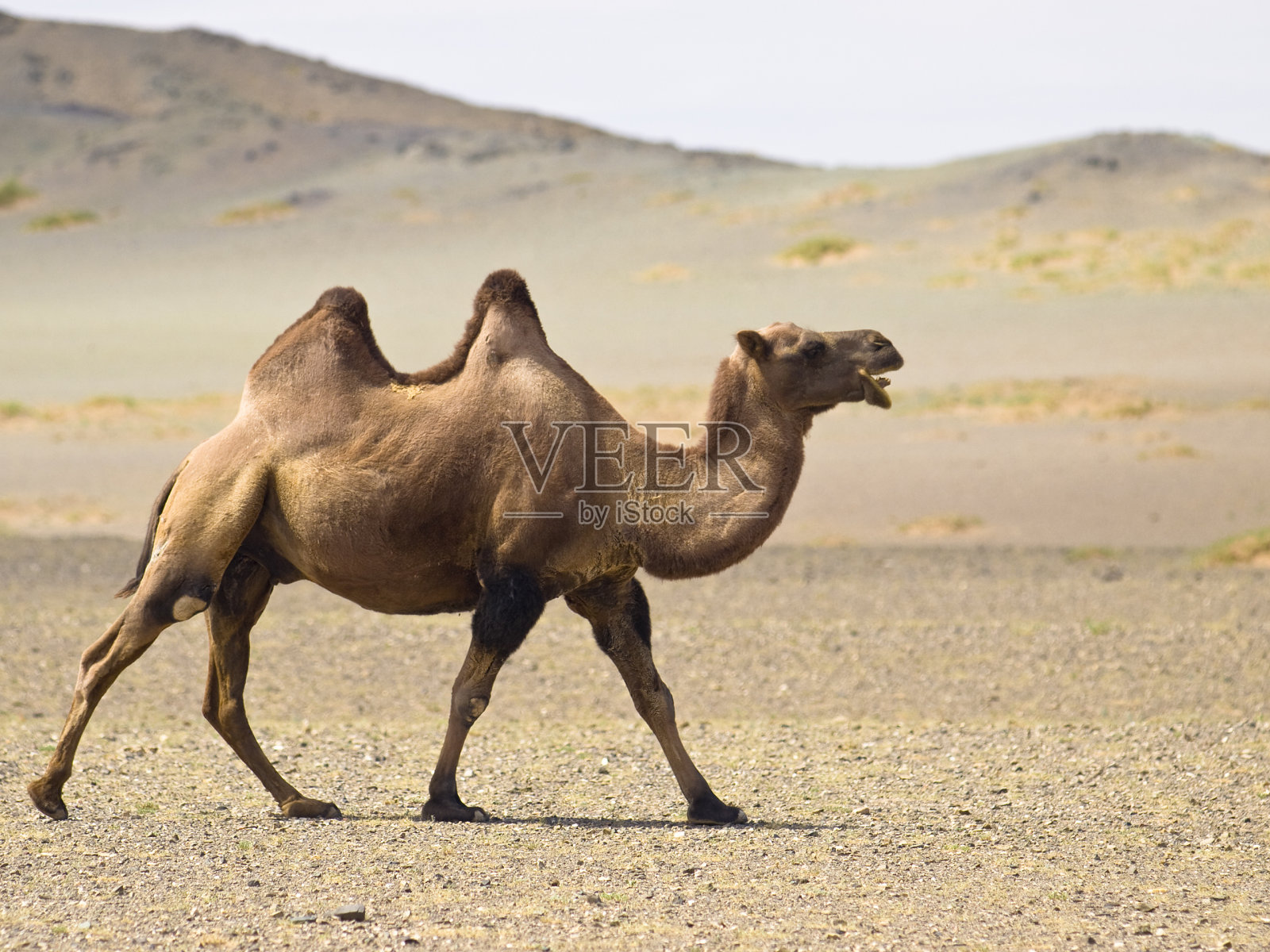 沙漠里的骆驼照片摄影图片