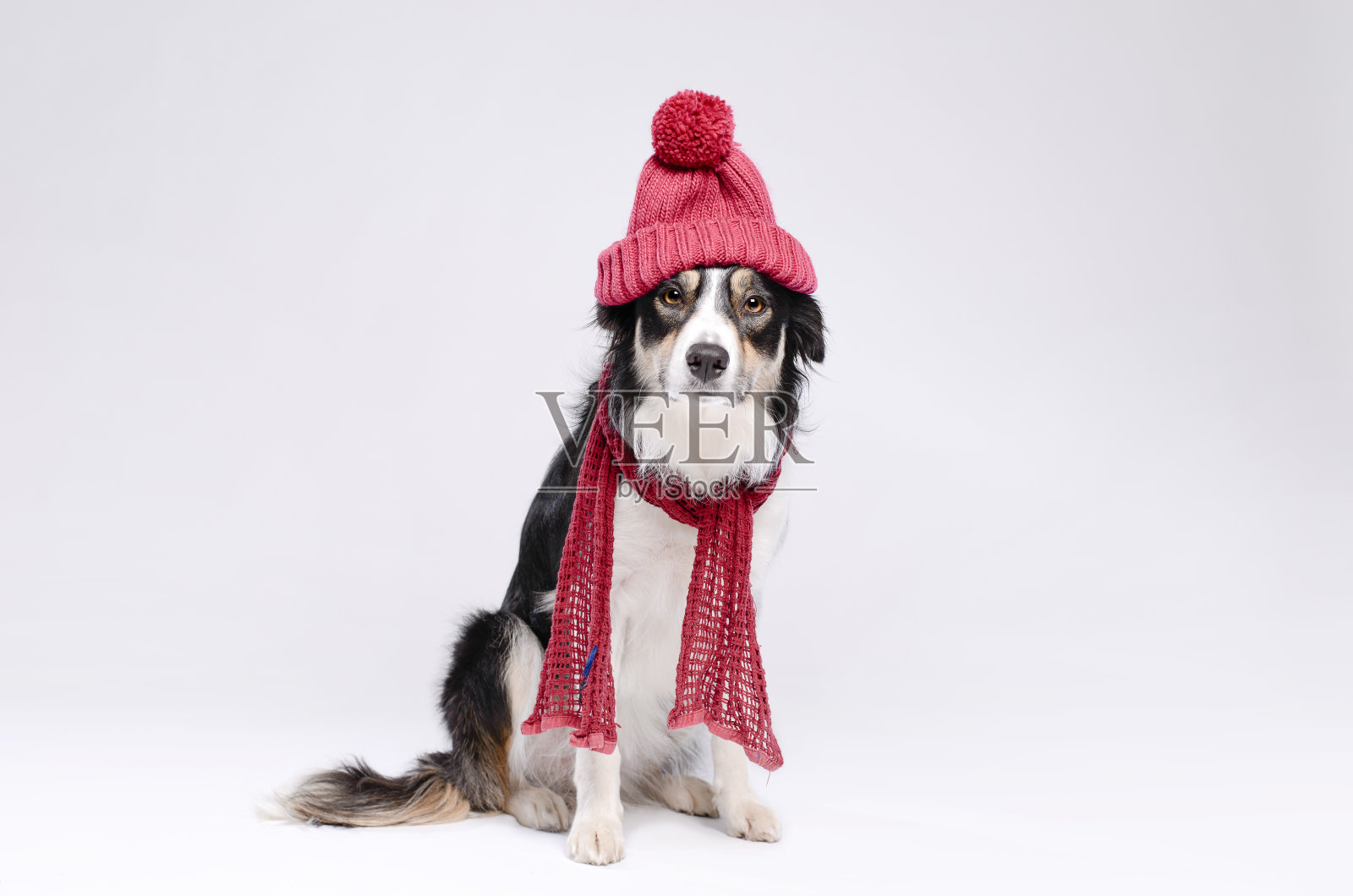 寒冷的冬天狗照片摄影图片