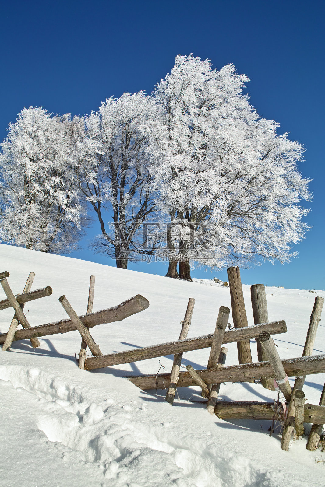 美丽的冬天，白雪覆盖的树木和木制的篱笆照片摄影图片