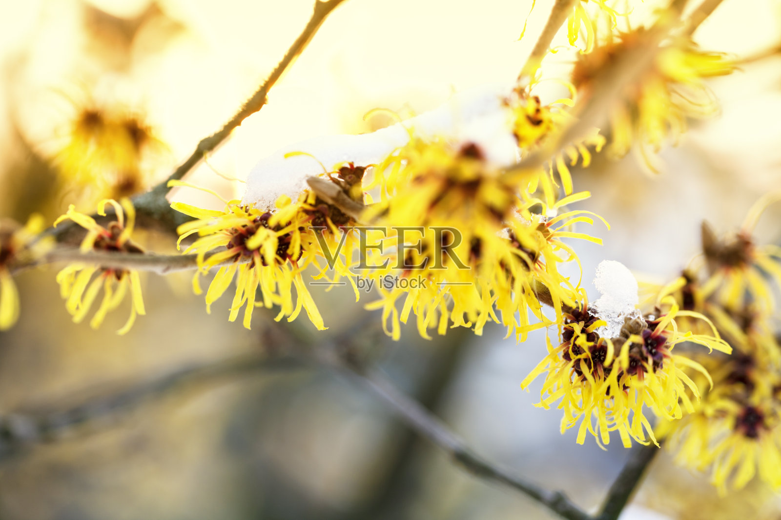 盛开的美洲金缕梅，覆盖着白雪照片摄影图片