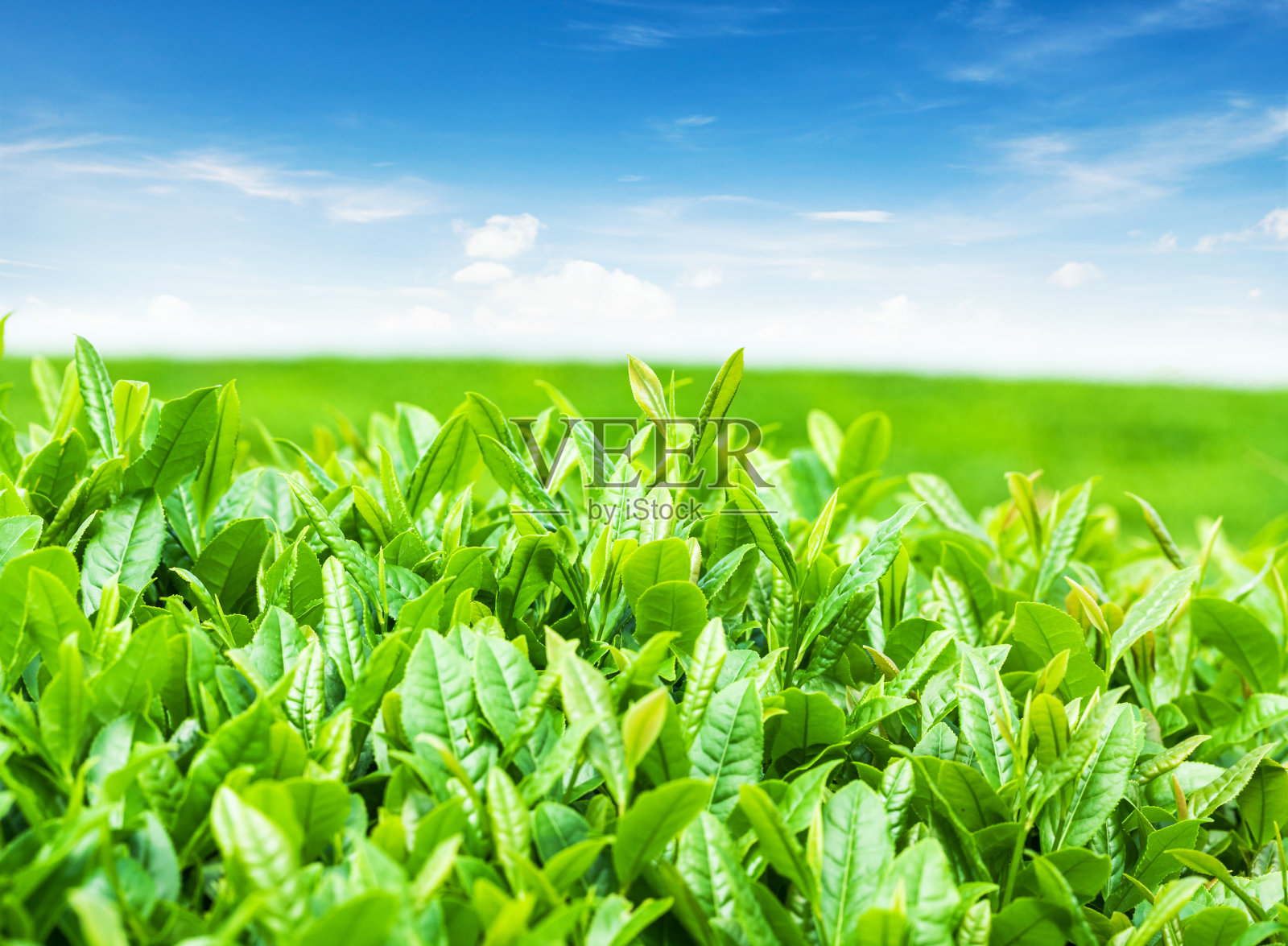 茶叶生长在春天阳光明媚的日子里照片摄影图片