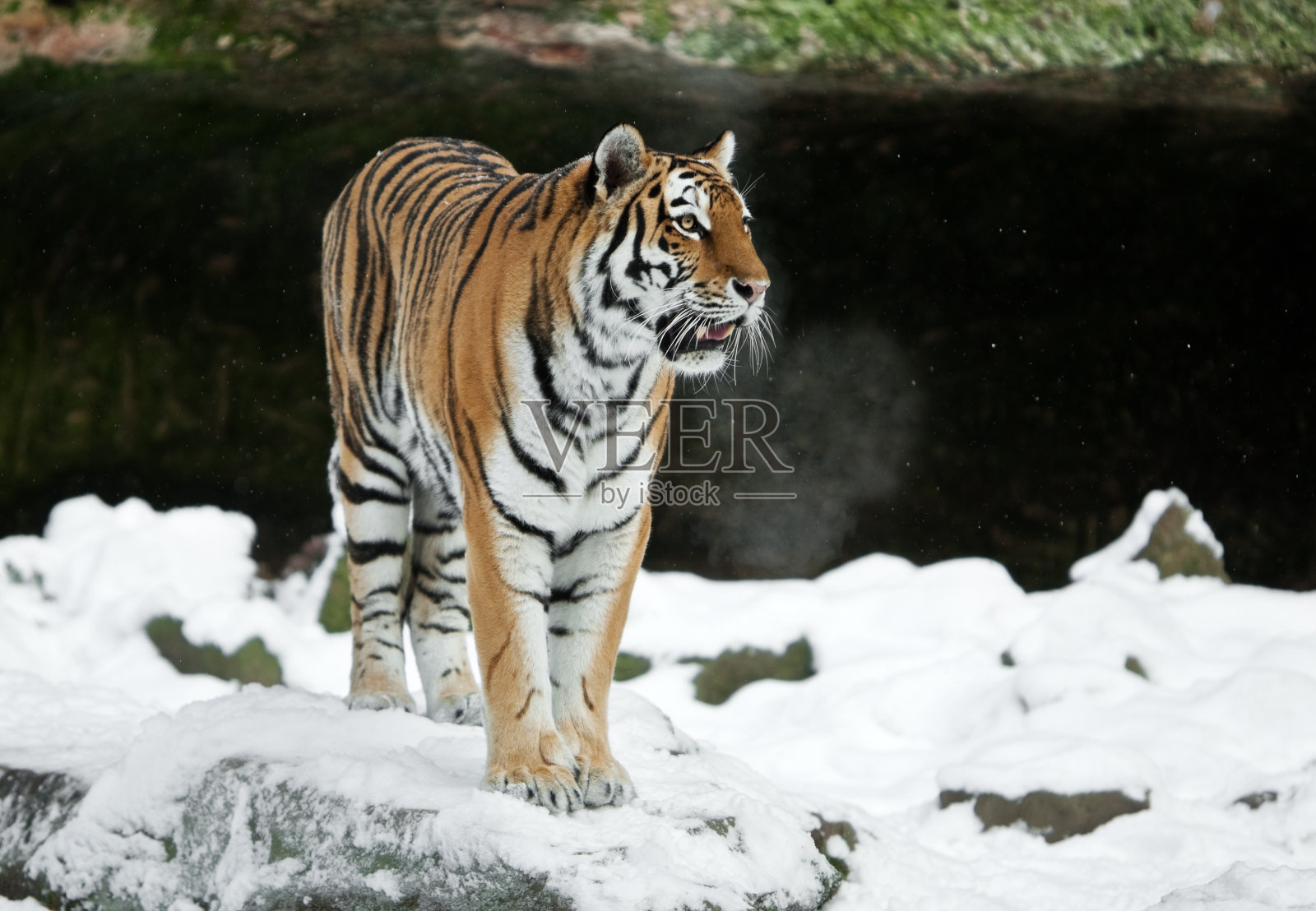 冬天的东北虎照片摄影图片