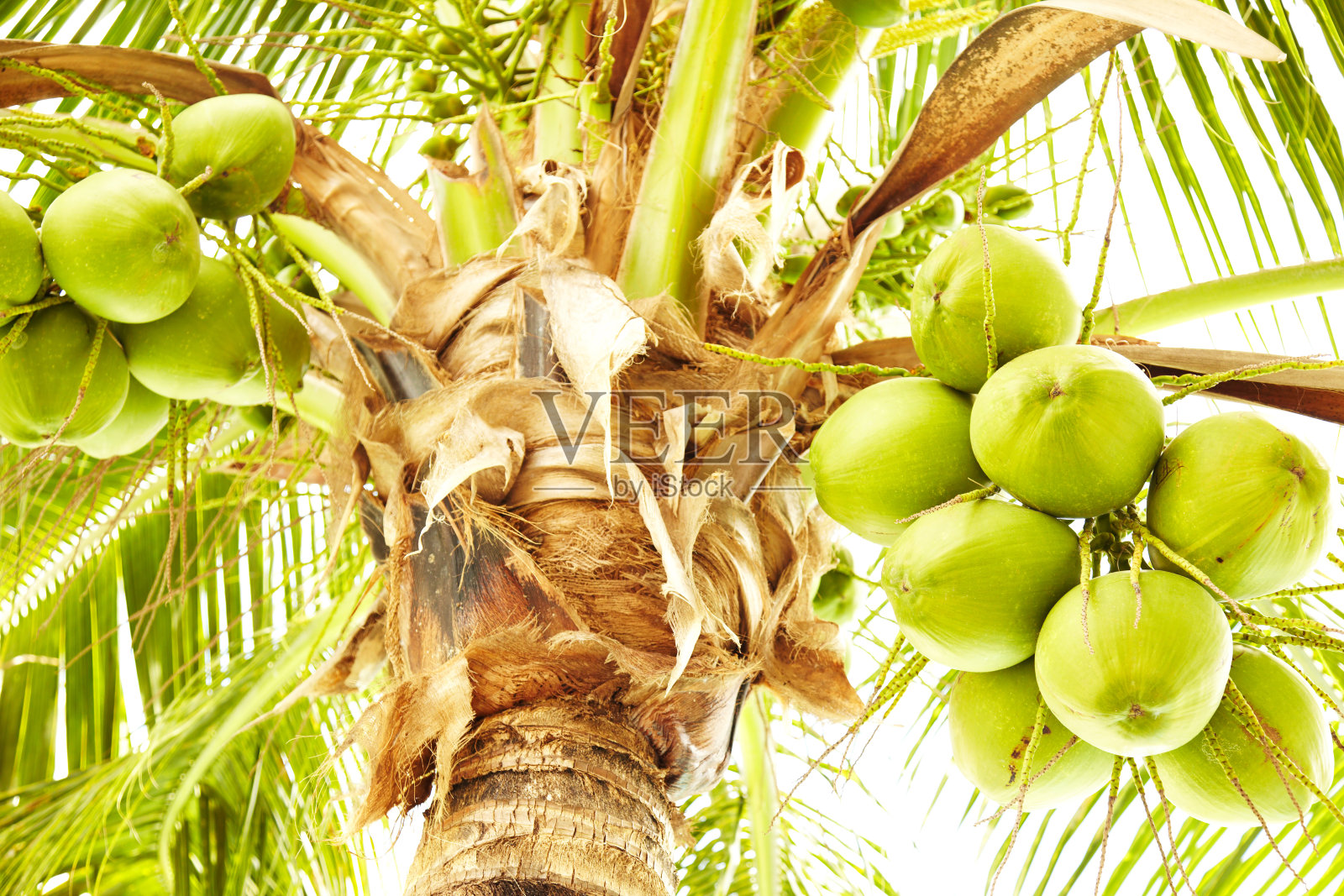 新鲜椰子挂在棕榈树上照片摄影图片
