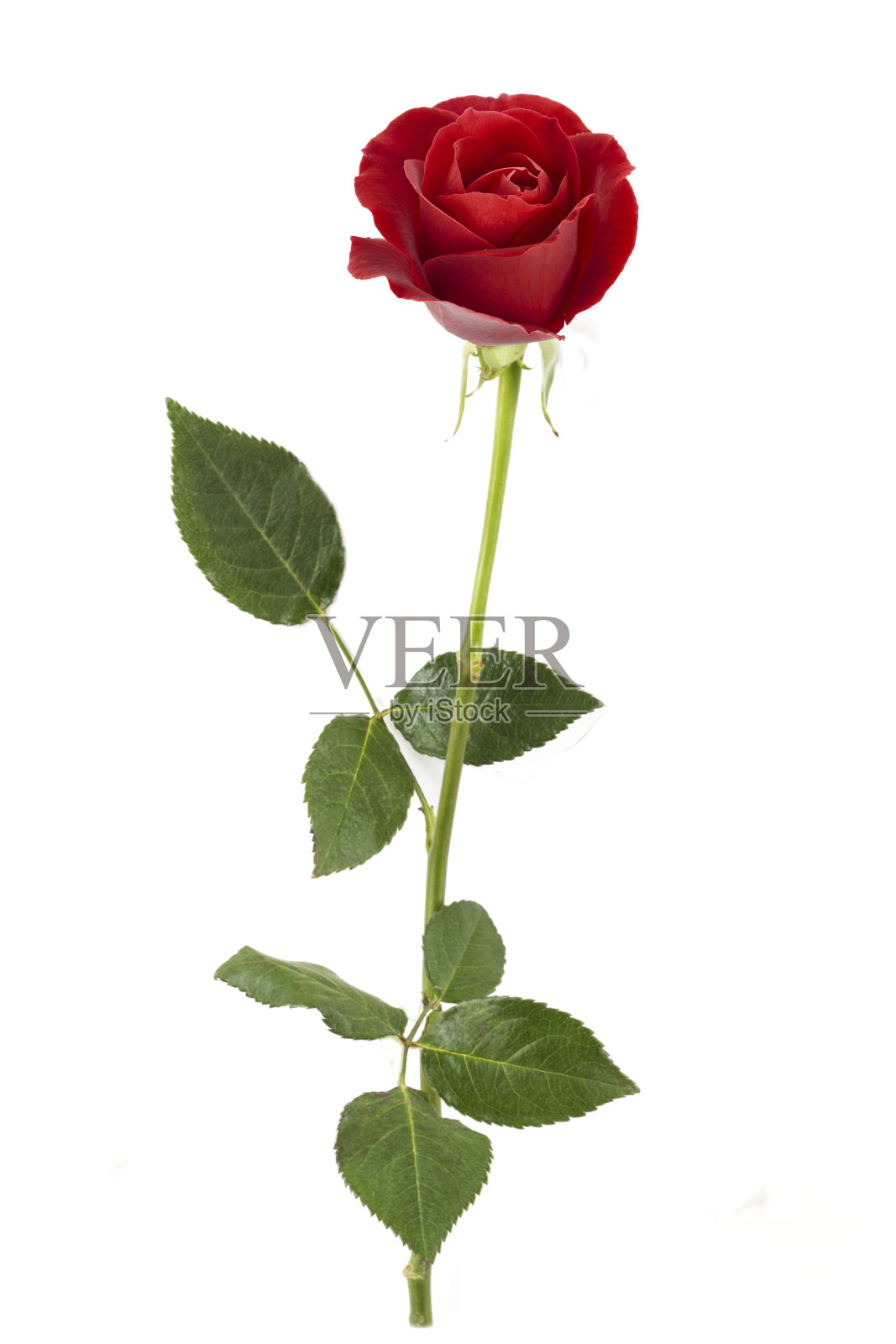 红玫瑰单照片摄影图片