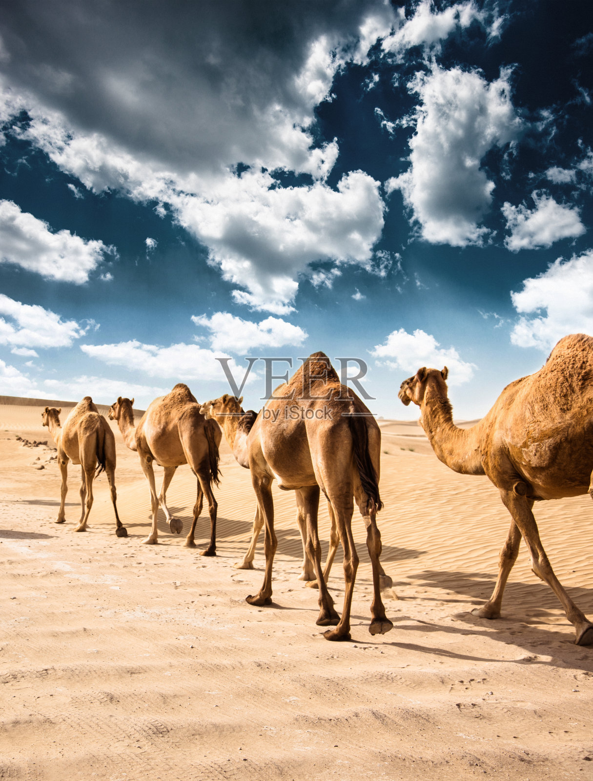 沙漠上的骆驼照片摄影图片