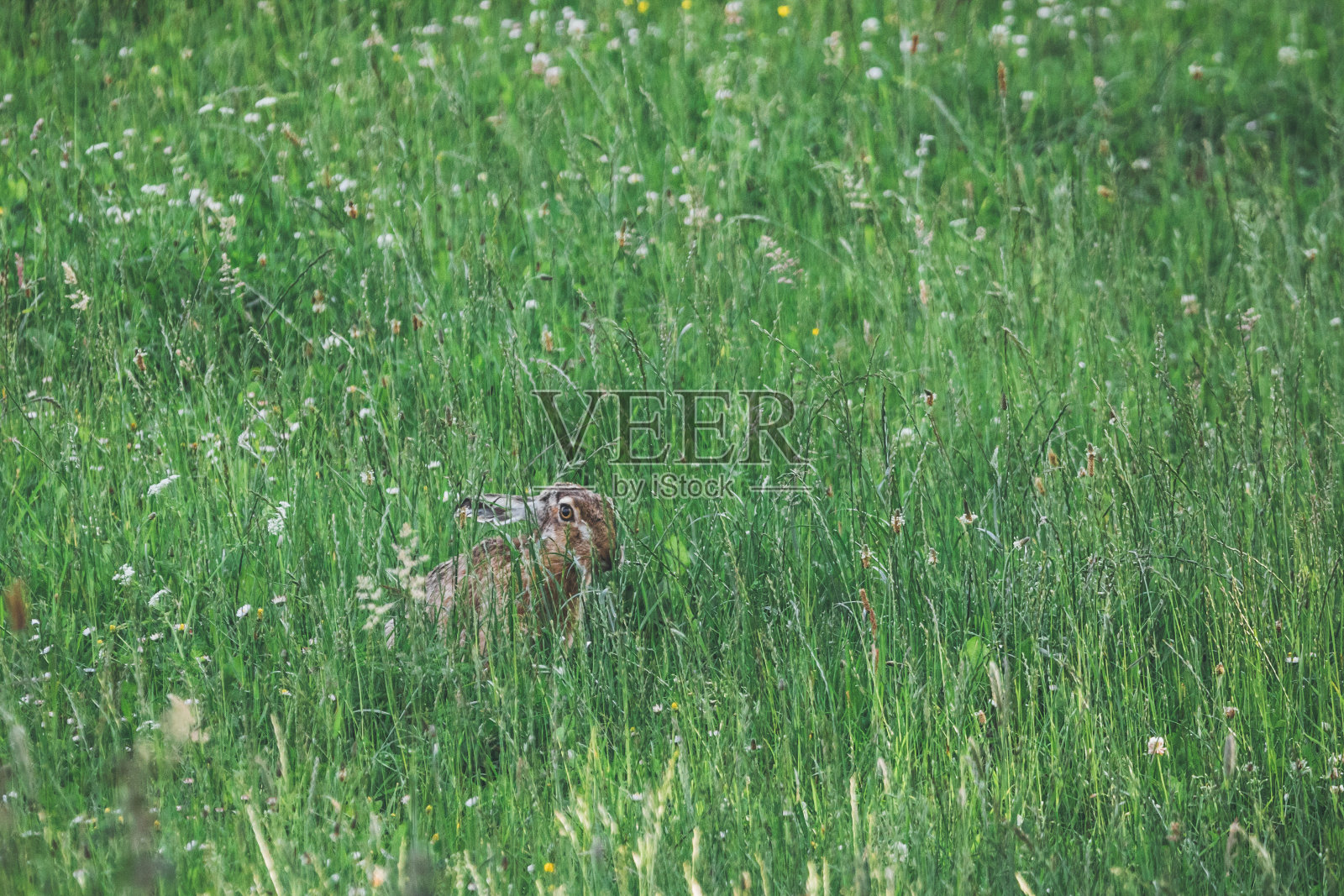 夏日兔草地照片摄影图片
