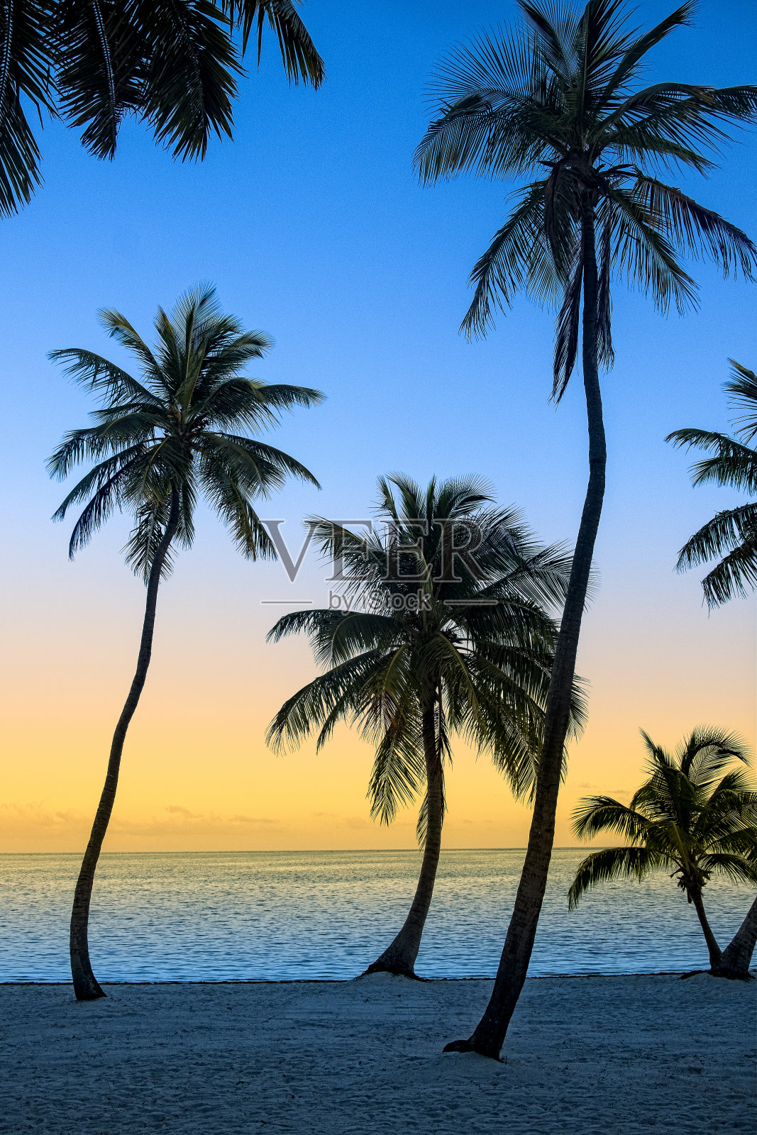 椰子树热带旅游背景照片摄影图片