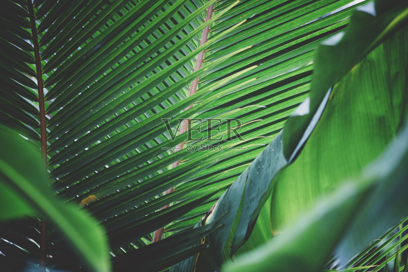 热带树木的背景照片摄影图片