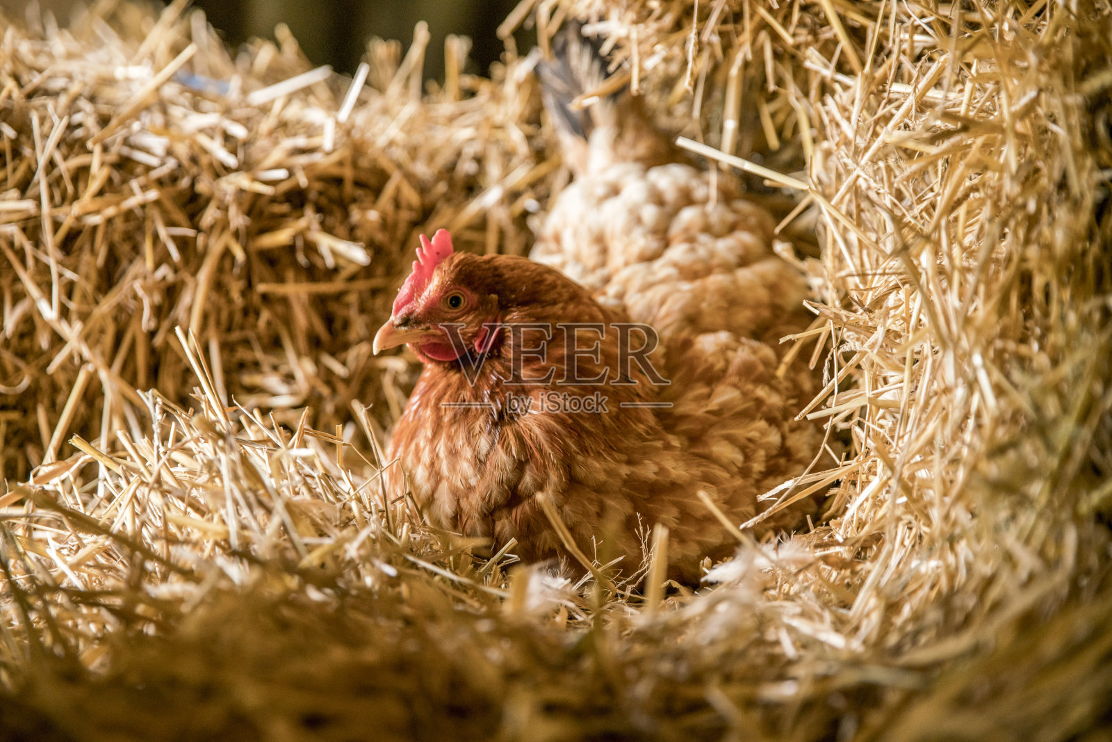 小鸡在巢箱里下蛋照片摄影图片