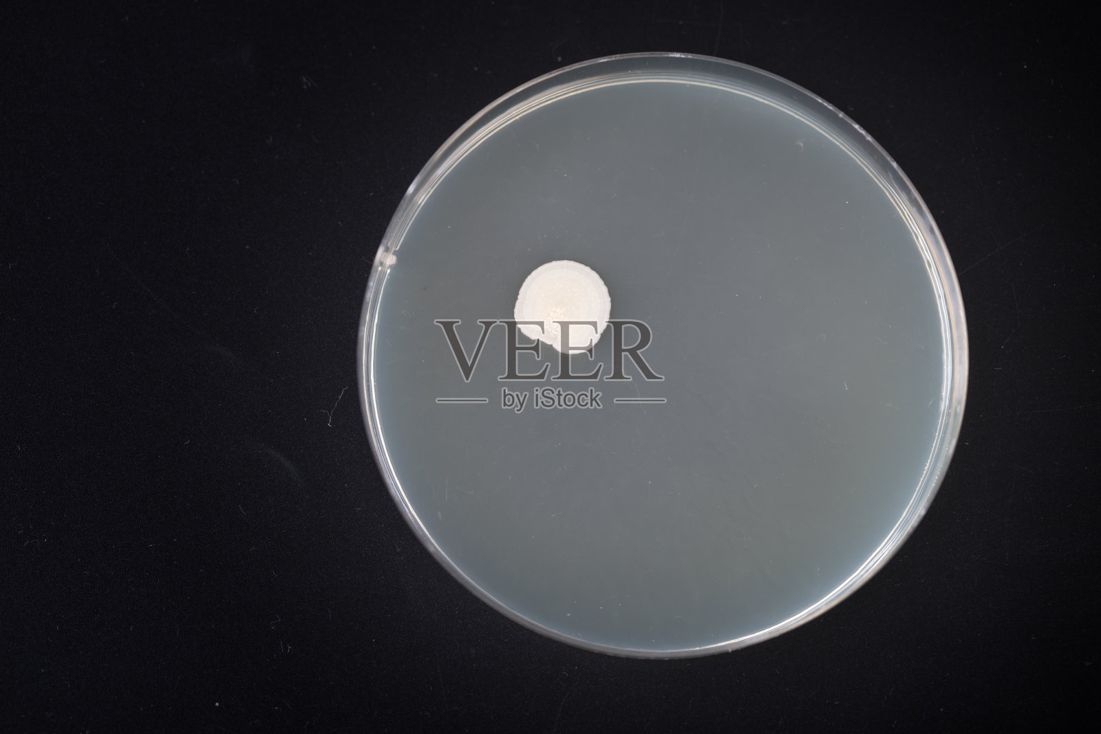 真菌在培养皿中生长的微距镜头照片摄影图片