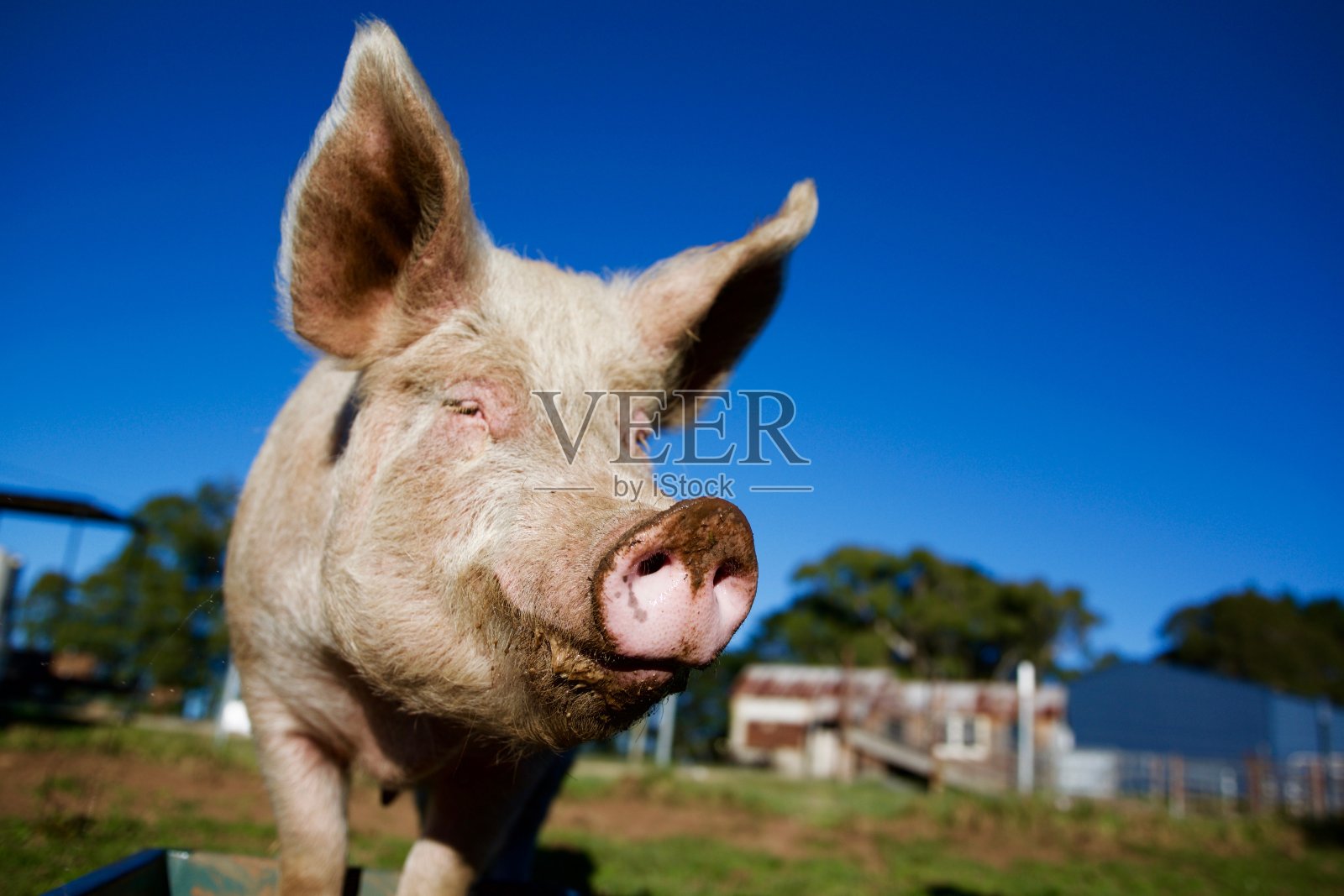 快乐的粉红猪鼻子和蓝色的天空照片摄影图片