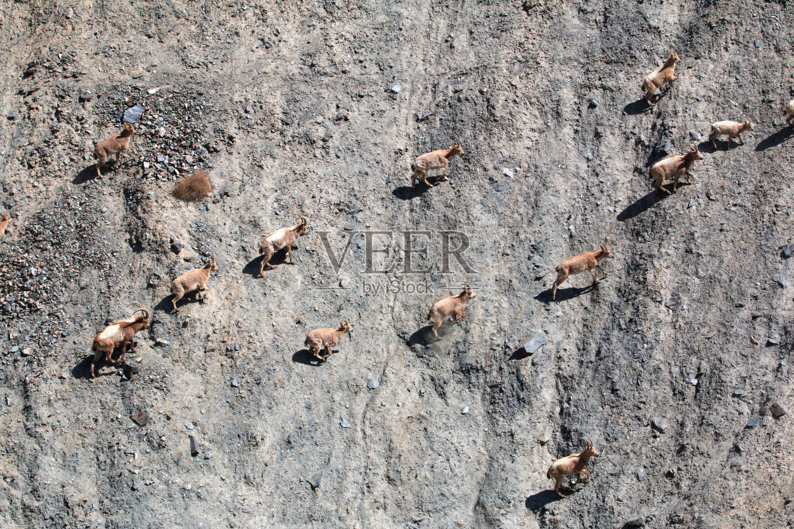 野山羊在陡峭的悬崖上照片摄影图片