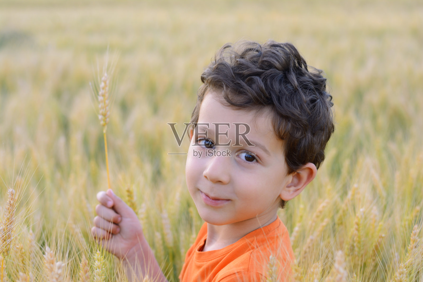 可爱的男孩在麦田里拿着麦穗。照片摄影图片