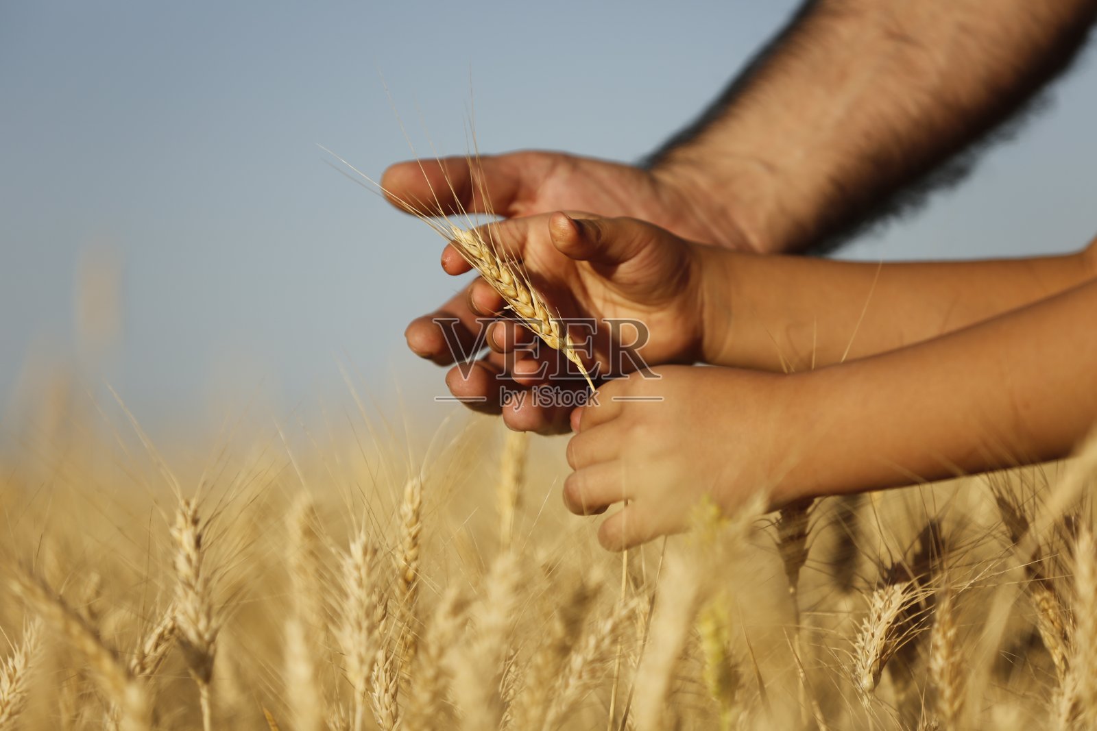 农夫和他的儿子在检查小麦收成照片摄影图片