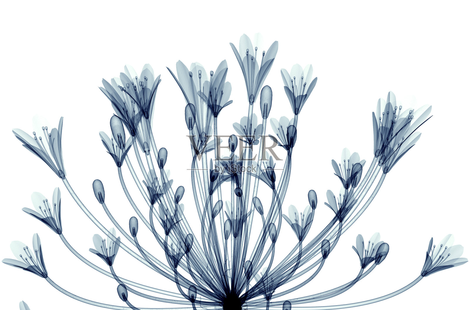 一种孤立于白色的Bell Agapanthus上的花的x射线图像照片摄影图片