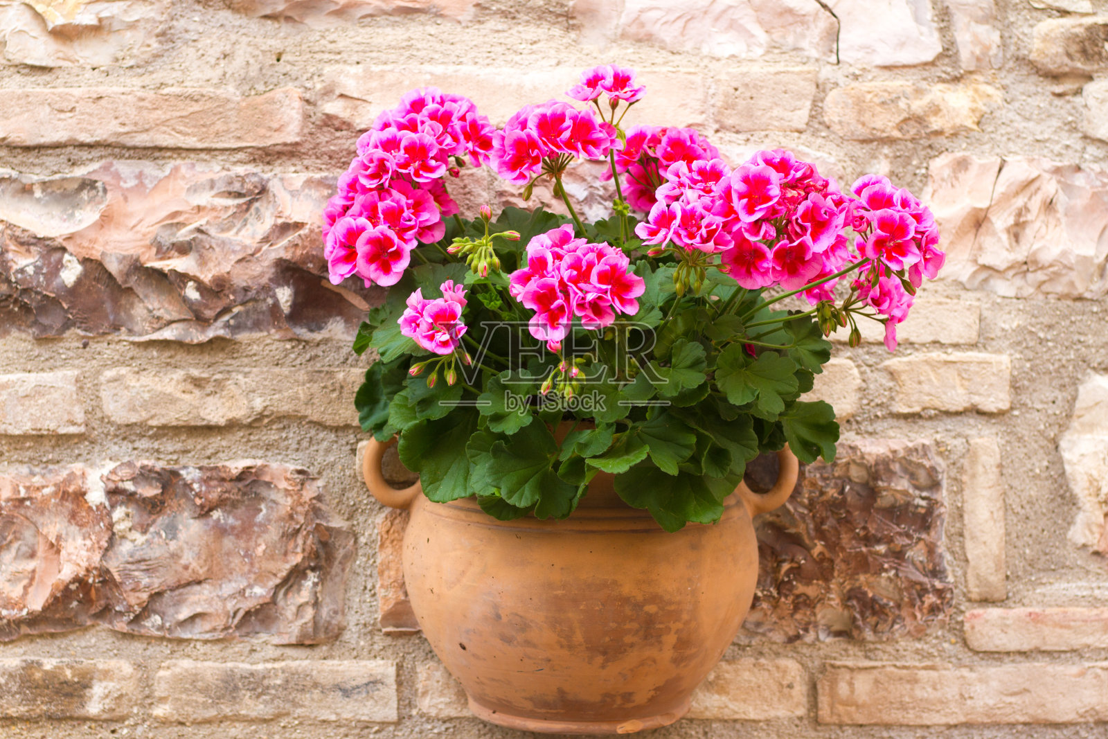 意大利:美丽的粉红色天竺葵在石墙上的赤陶罐照片摄影图片