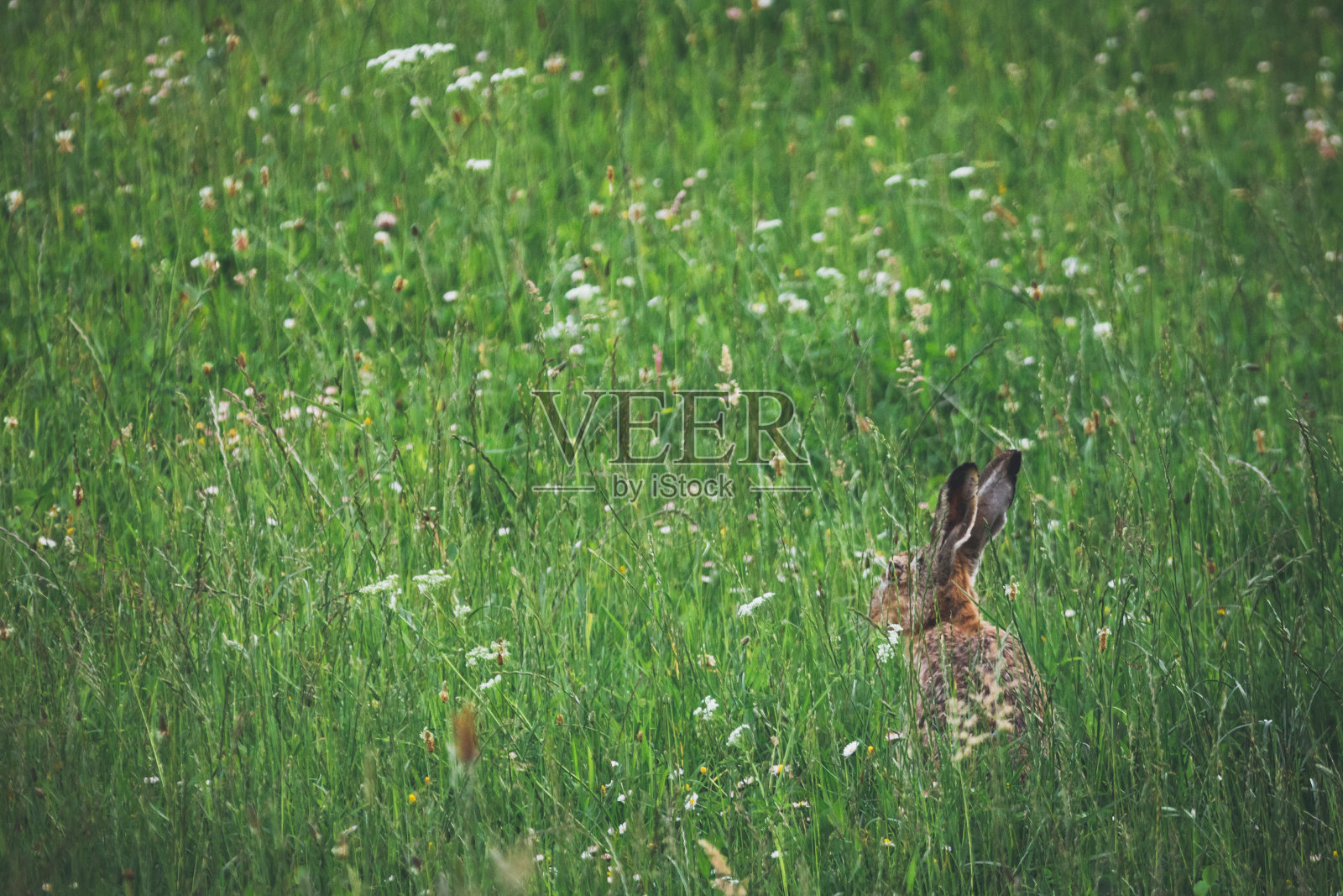 夏日兔草地照片摄影图片