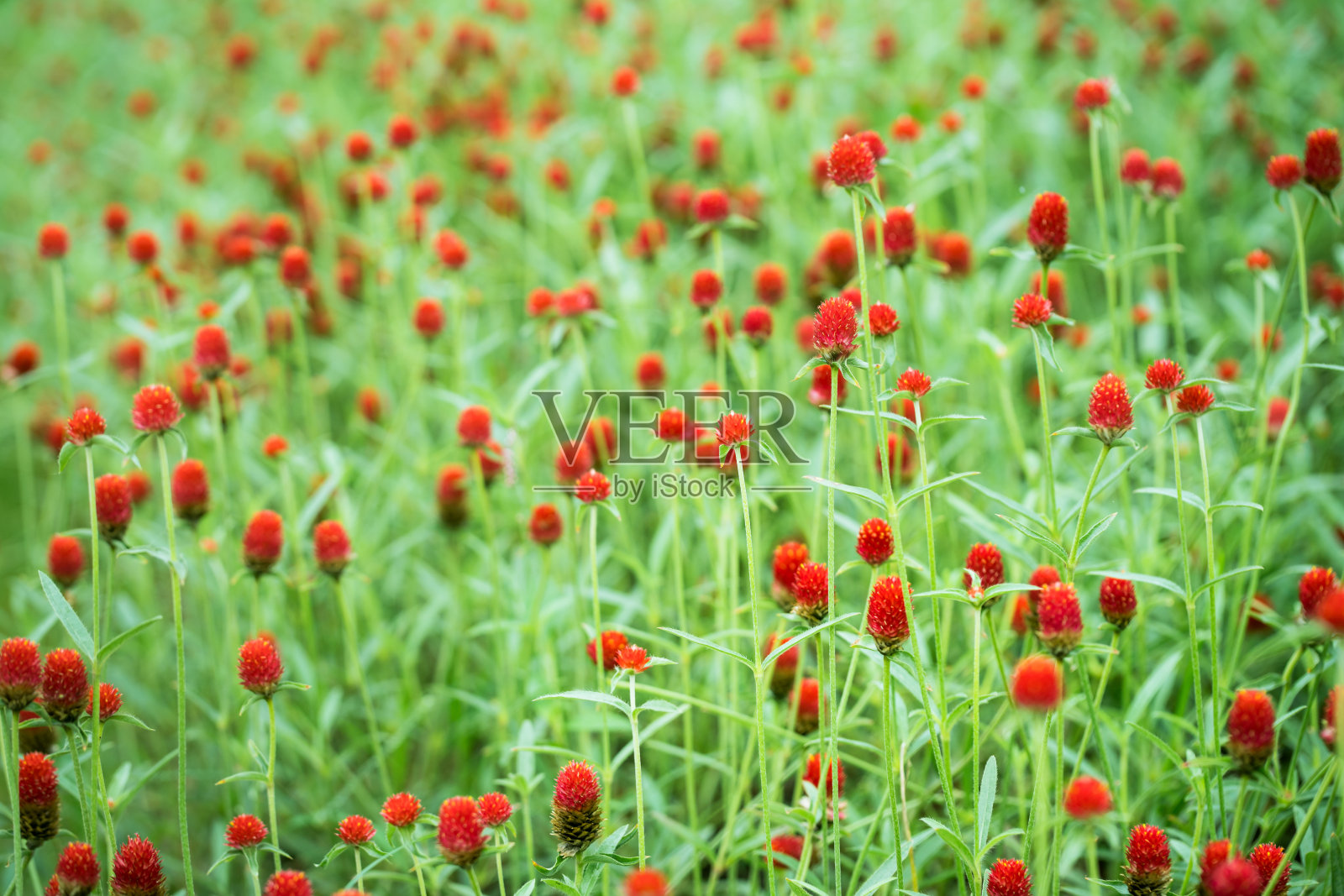 花园里盛开着红色的梧桐花照片摄影图片