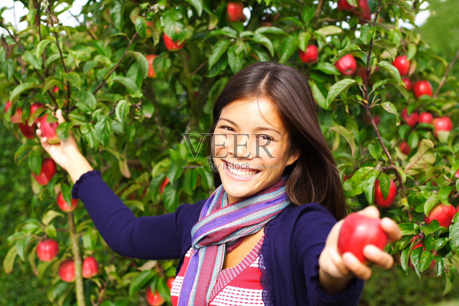 在苹果田里拿着苹果的女人照片摄影图片