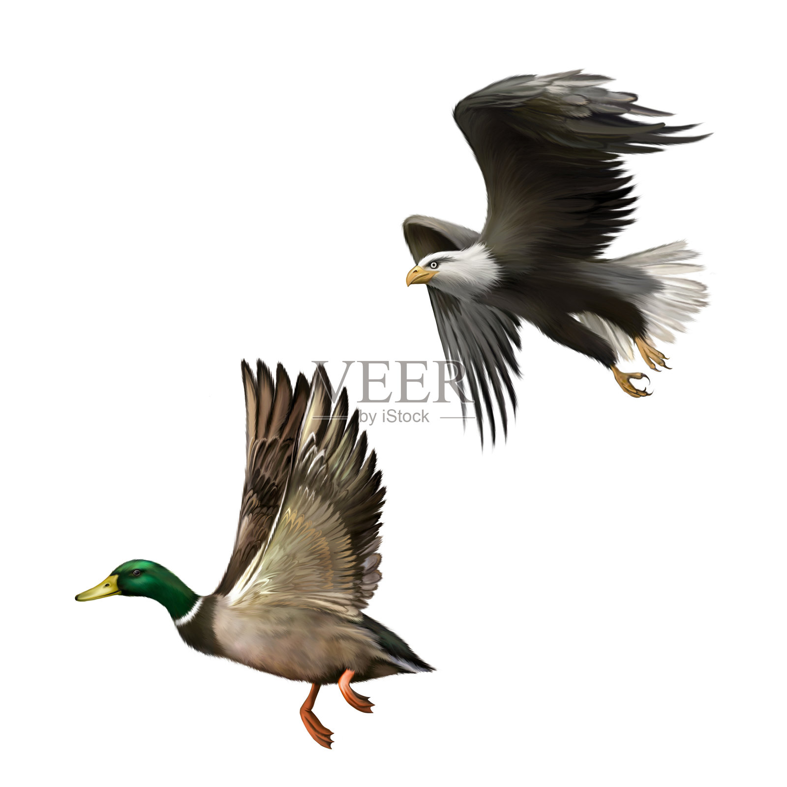 公野鸭飞行和秃鹰在飞行插画图片素材