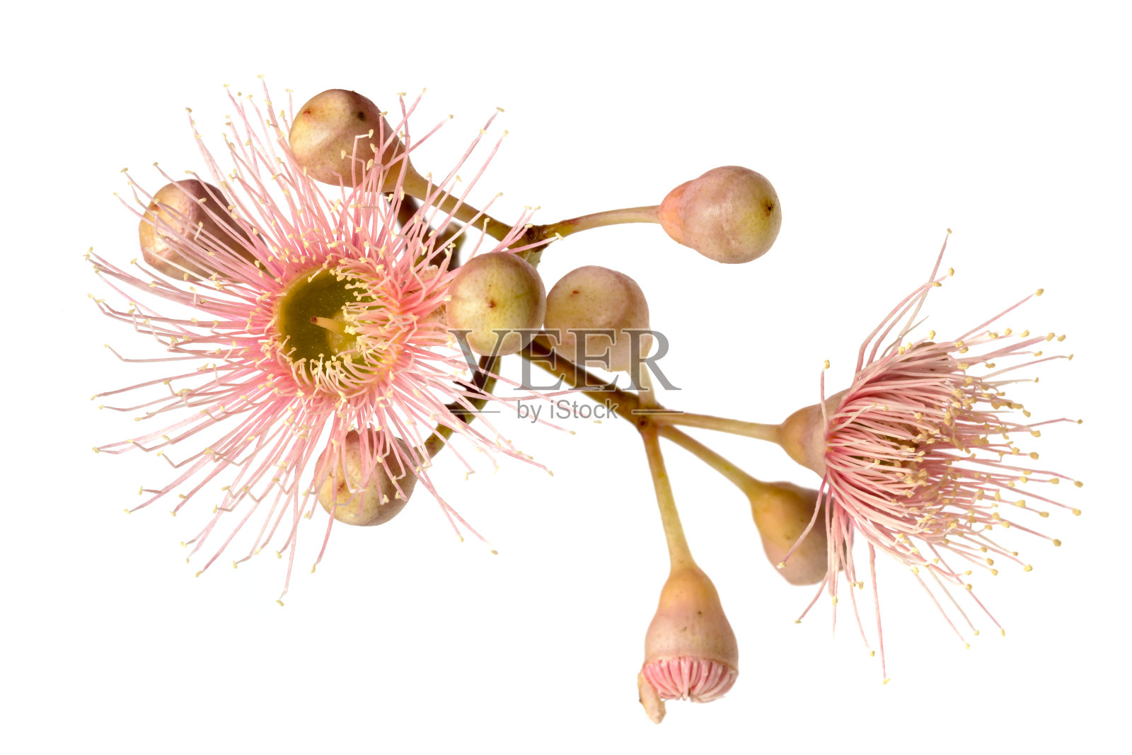 粉红色的桉树花，芽孤立在白色上照片摄影图片
