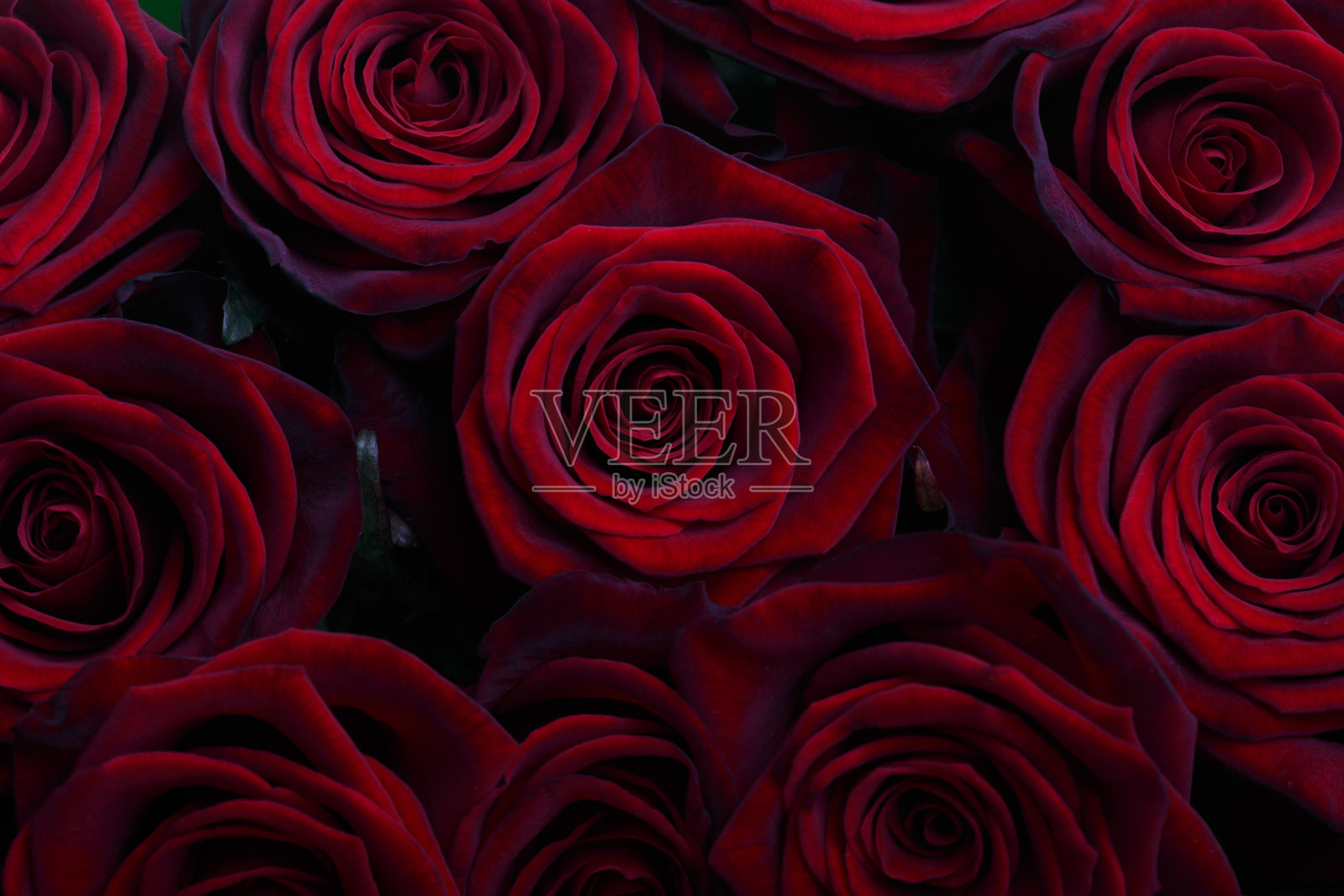 紫色玫瑰的花背景照片摄影图片