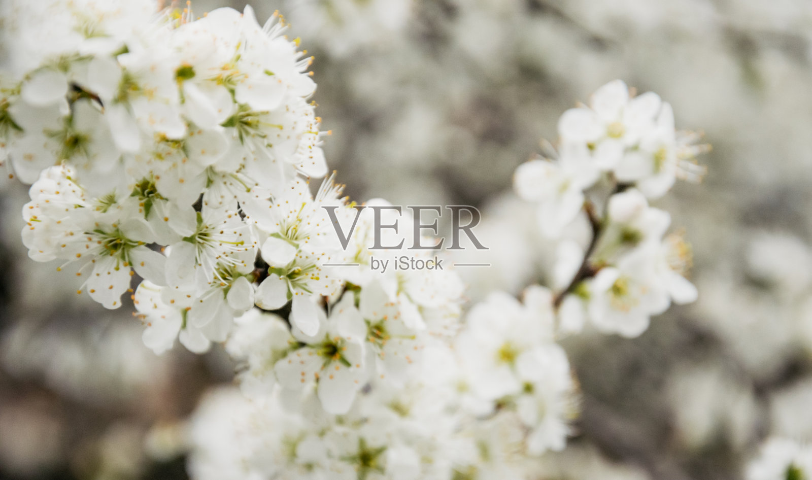 春天的温柔。精致的白梅花照片摄影图片