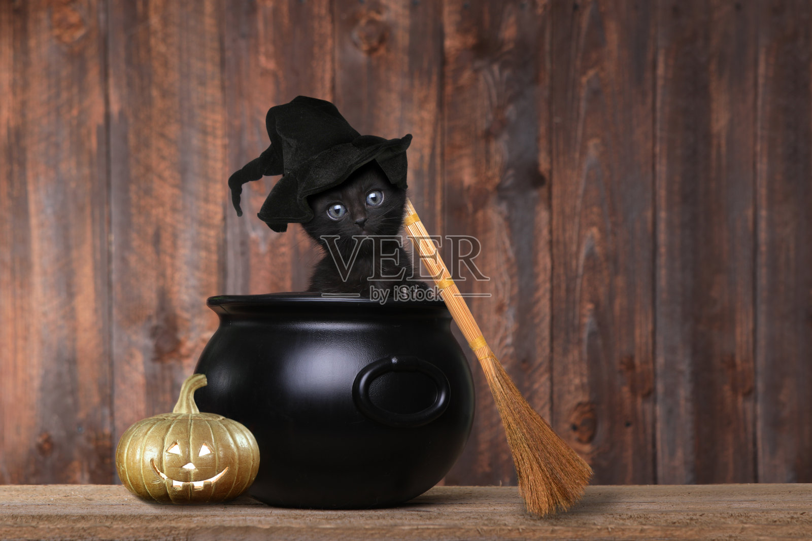 可爱的小猫装扮成万圣节女巫与帽子和扫帚在坩埚照片摄影图片